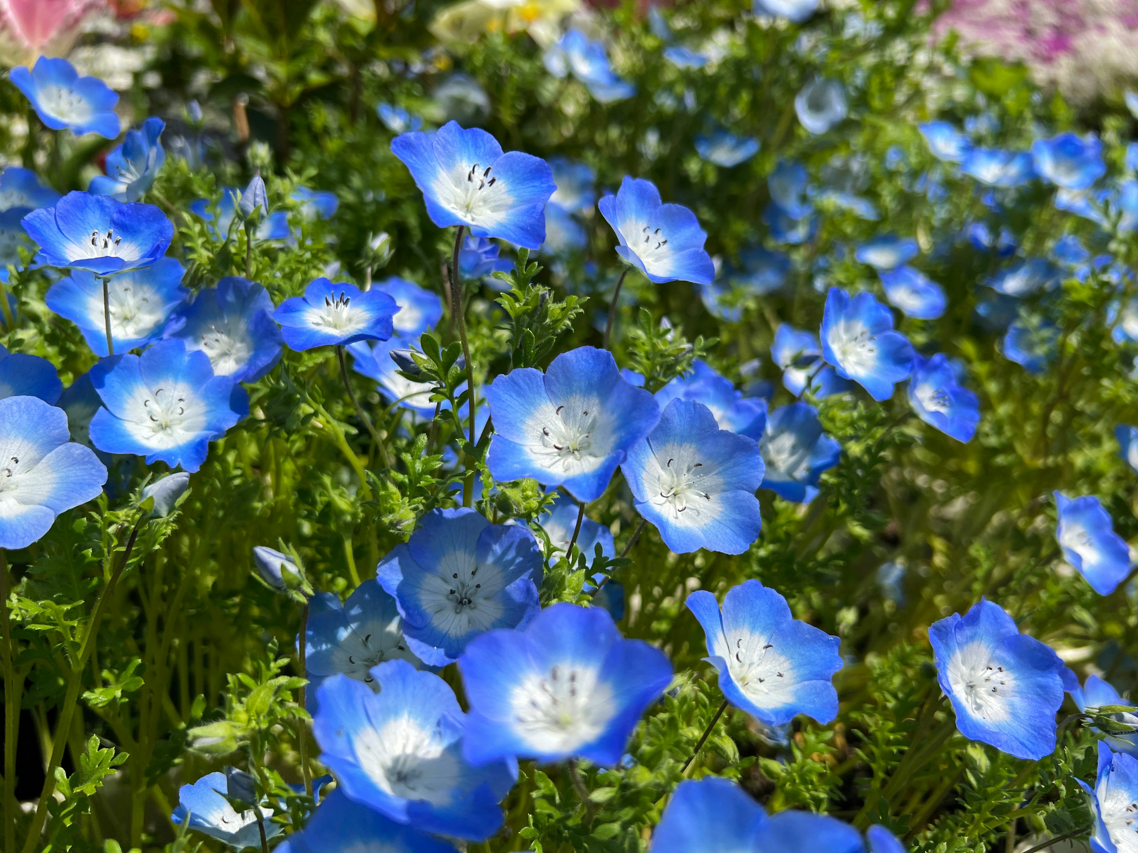 Eine lebendige Szene mit blauen Blumen, die zwischen grünem Laub blühen