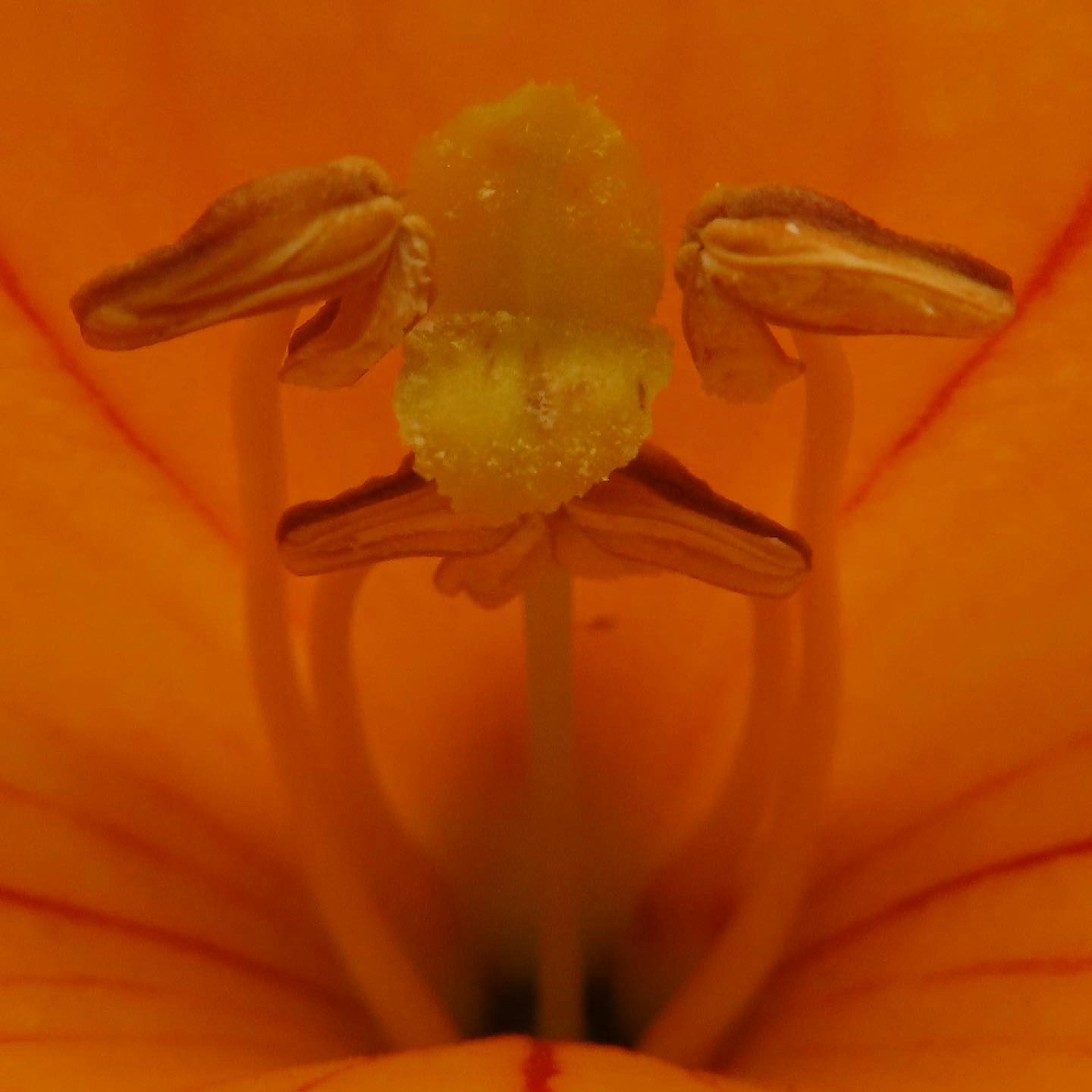 Primo piano degli stami e del pistillo al centro di un fiore arancione