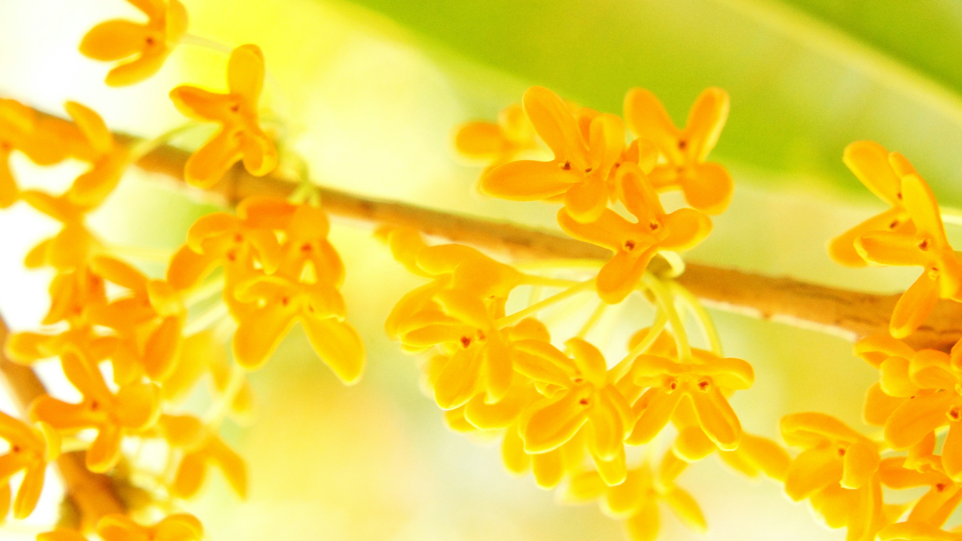 Gros plan d'une branche avec des fleurs jaunes