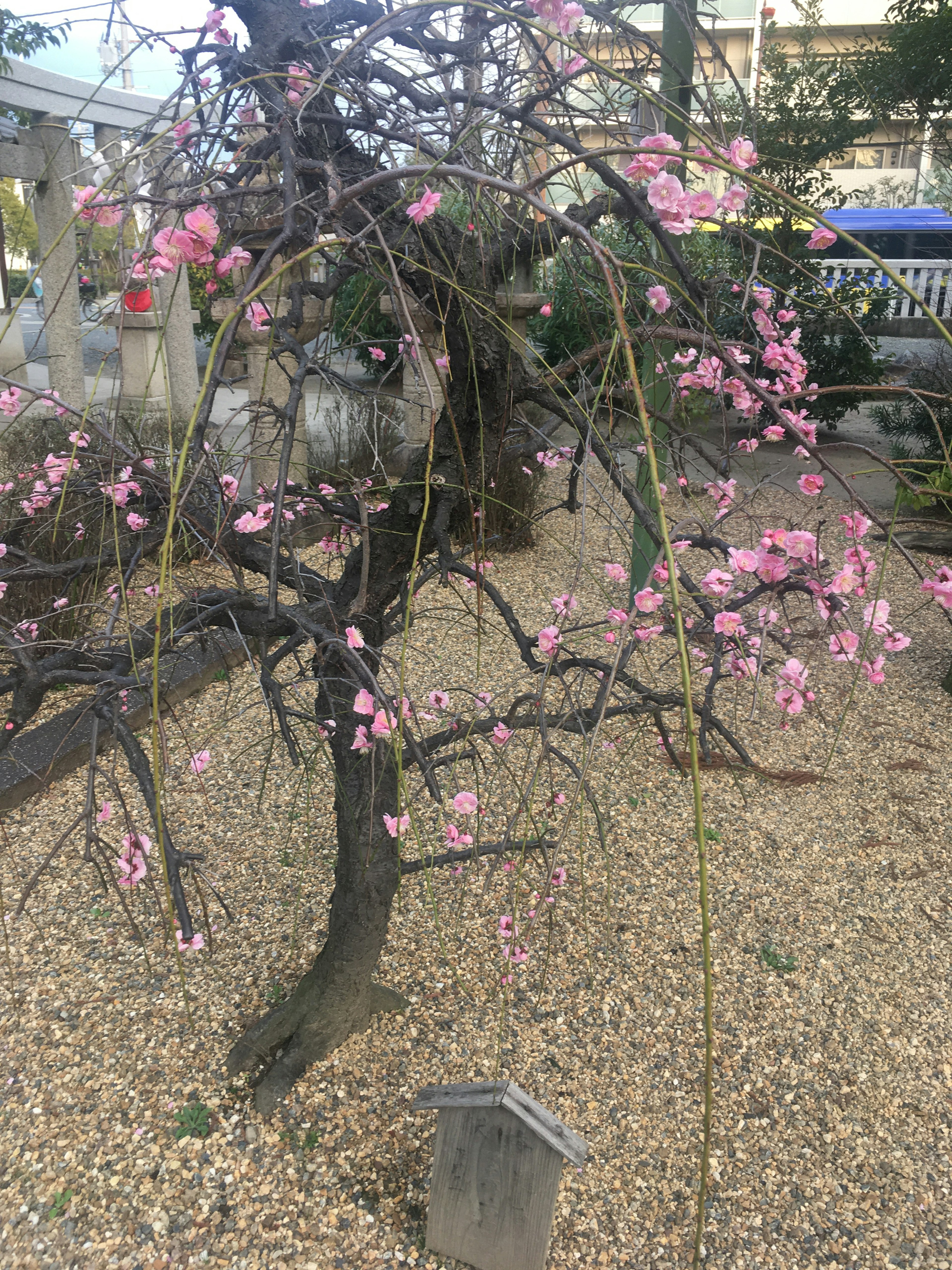 ピンクの花を咲かせた枝垂れ桜の木が砂利の上に立っている