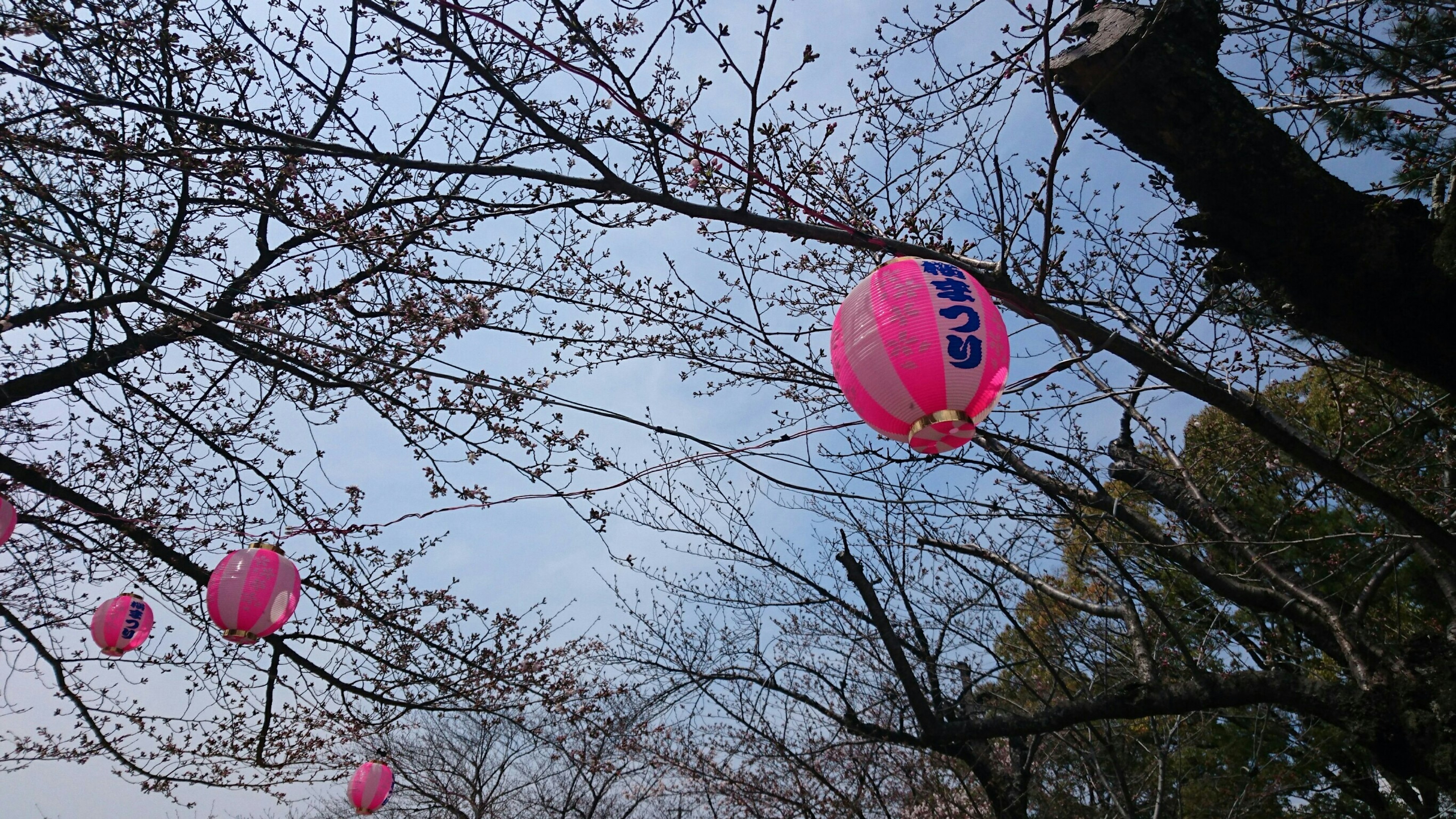 Pink lanterns hanging from cherry blossom trees under a blue sky