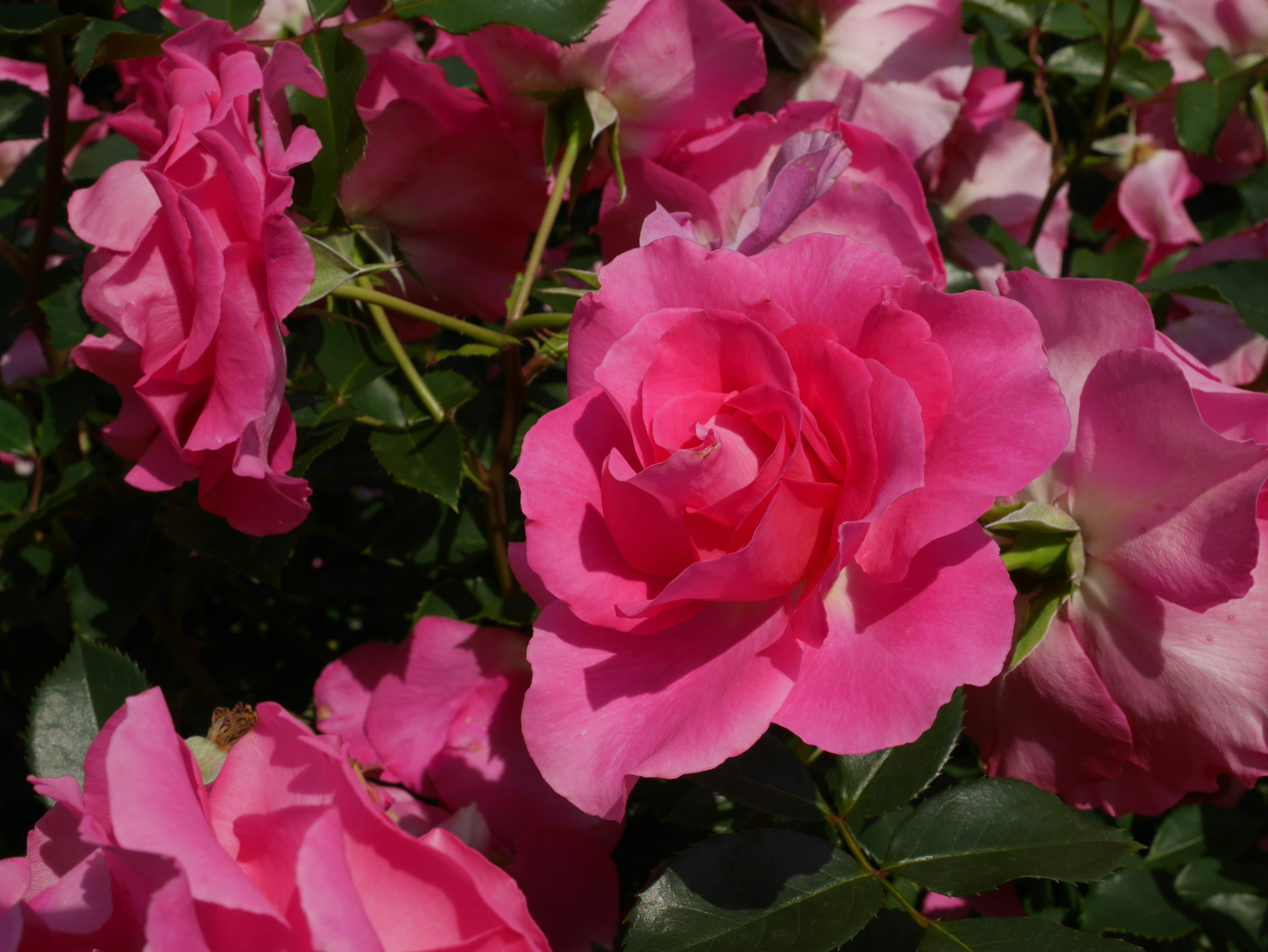 Rosa merah muda yang cerah mekar di taman