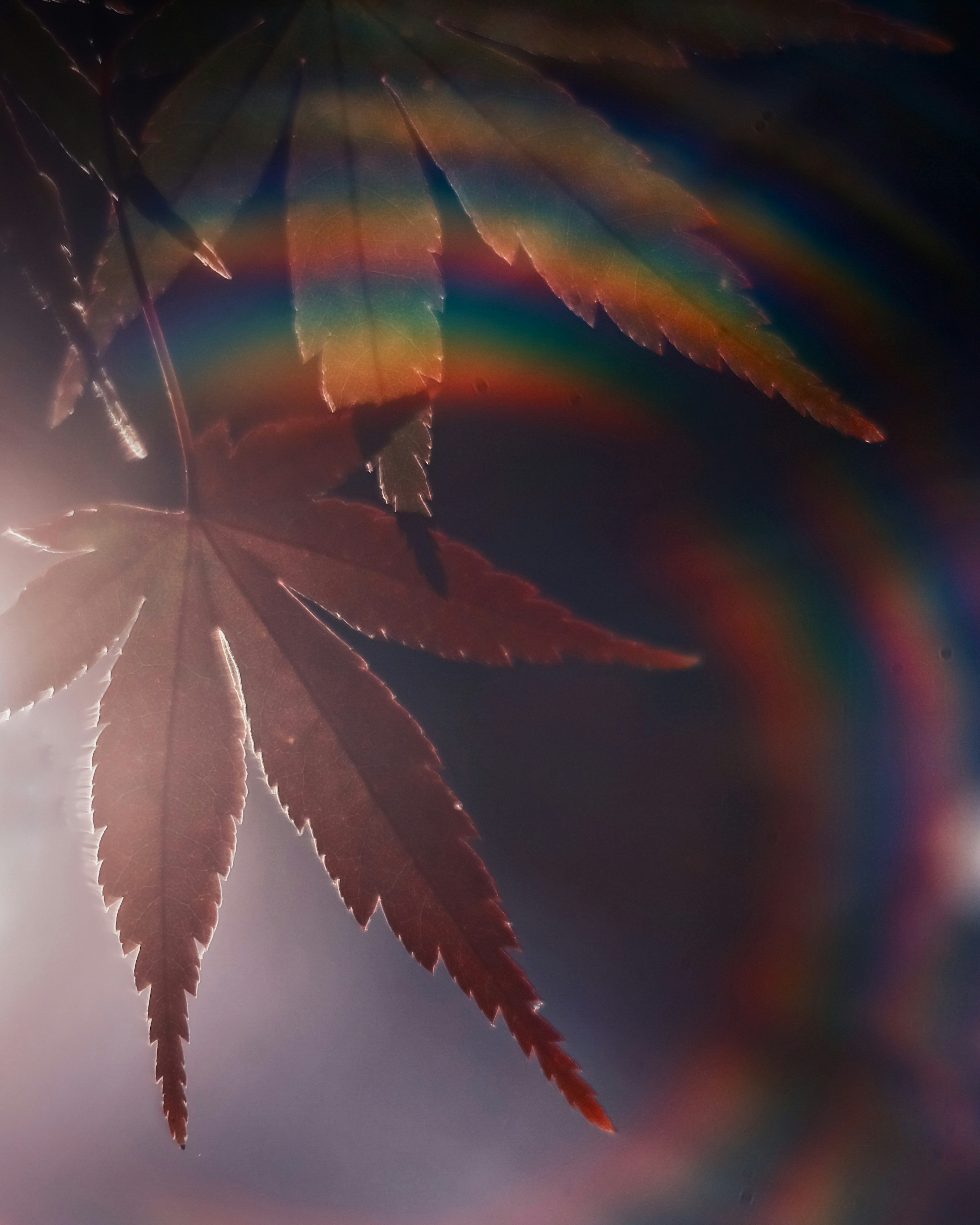 Vibrant maple leaves with a stunning rainbow halo effect