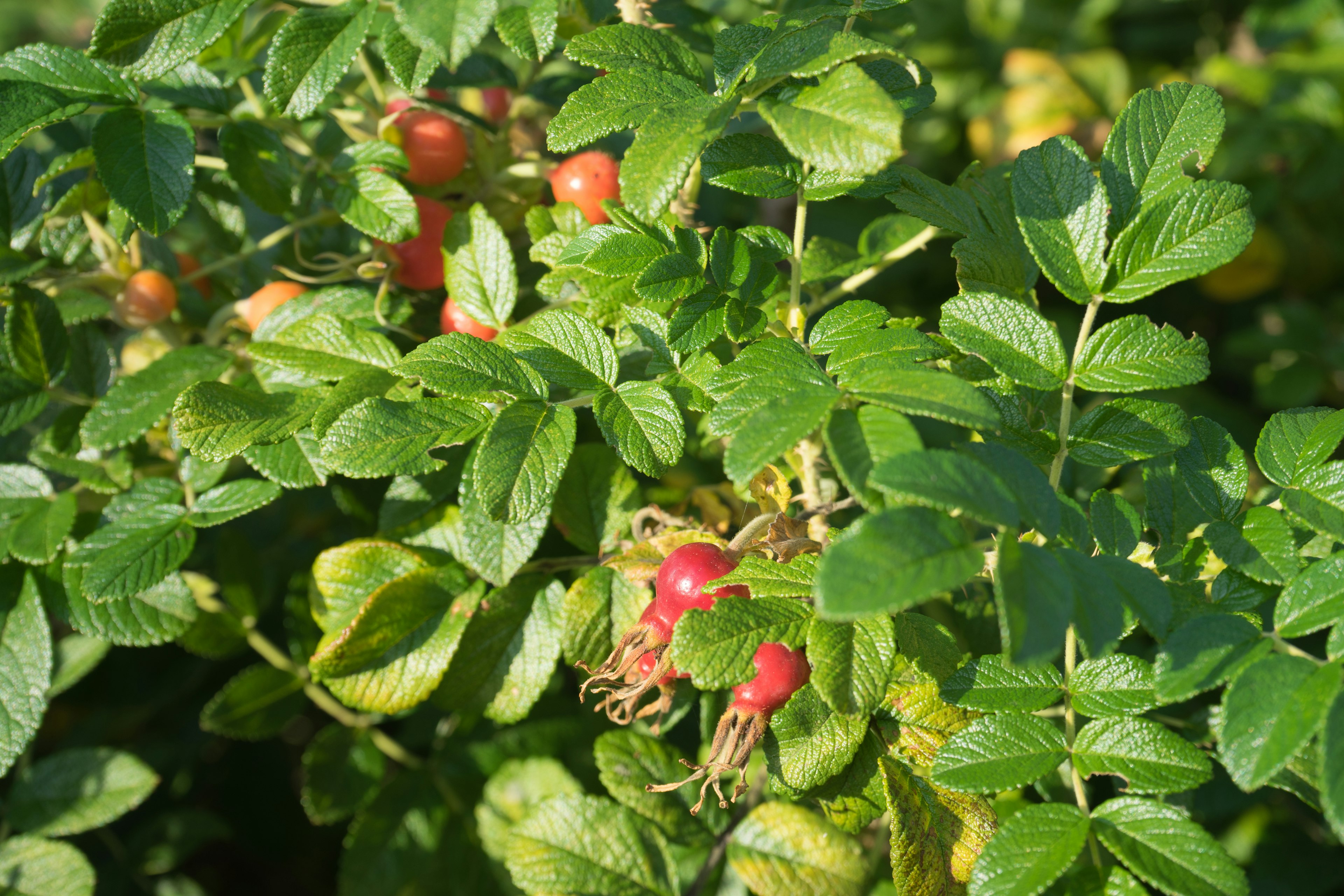 Primer plano de una planta de rosa con hojas verdes y bayas rojas