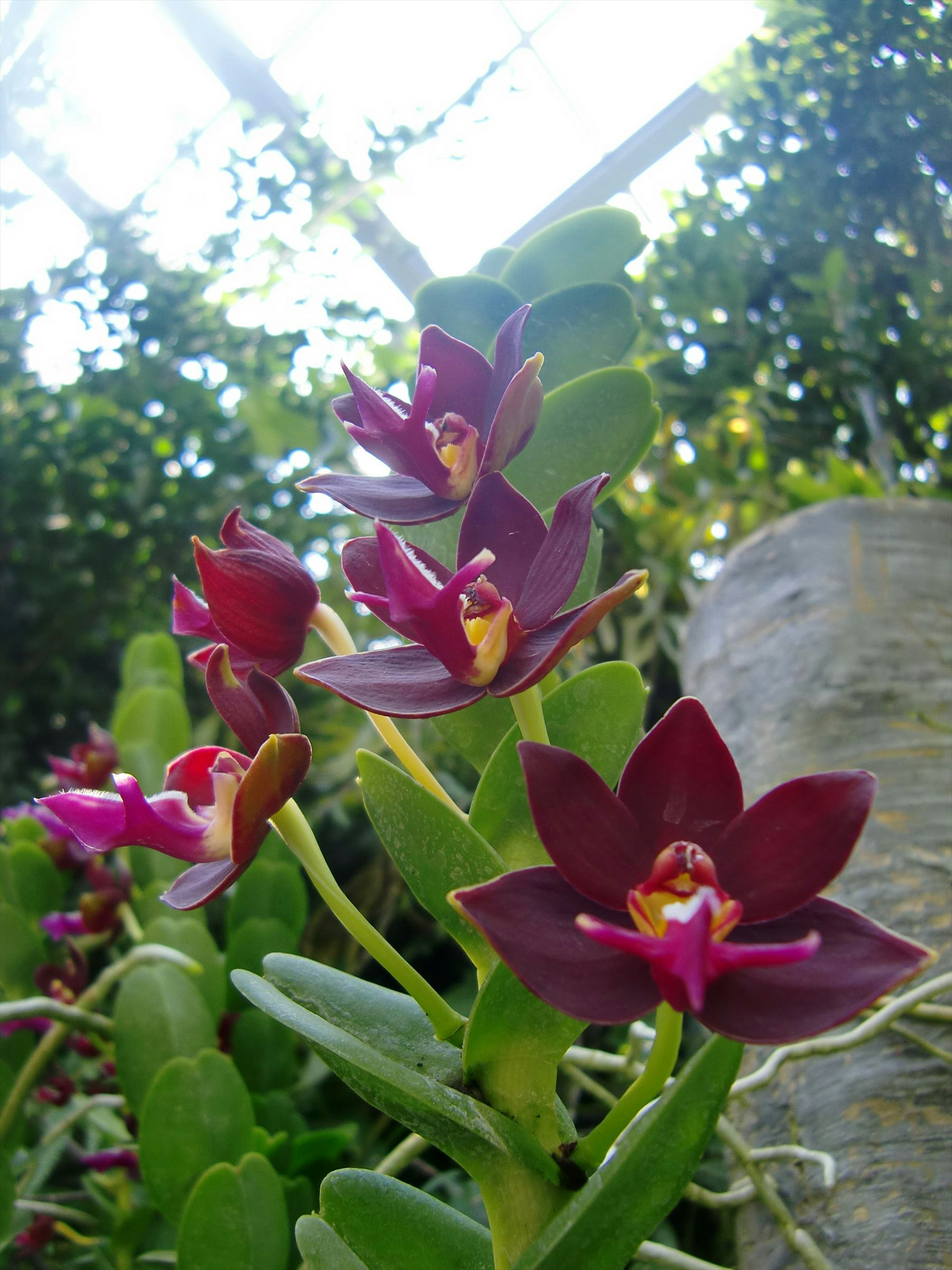 Orchideenpflanze mit lila Blumen vor grünem Hintergrund