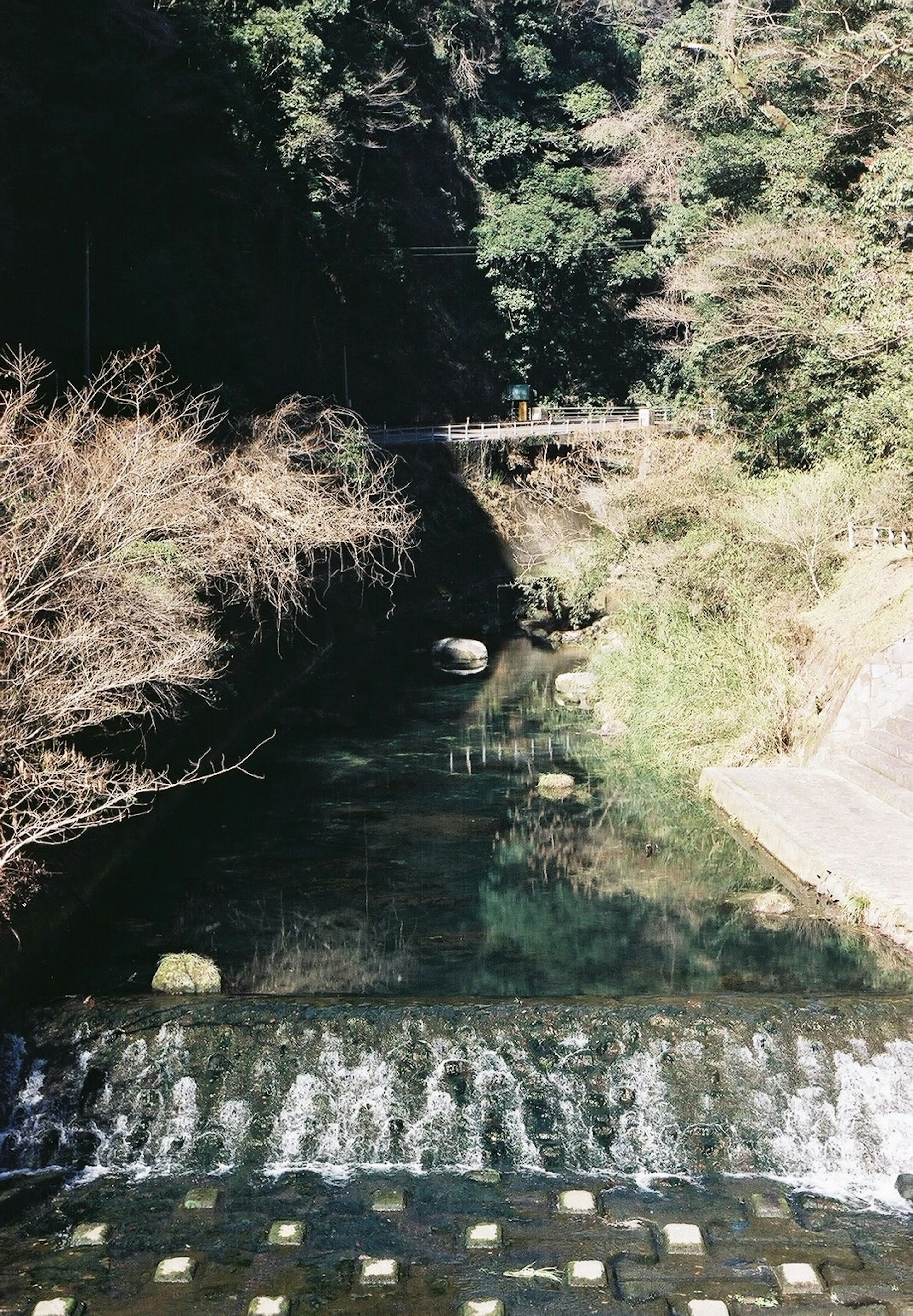 Flusso sereno del fiume circondato dalla natura