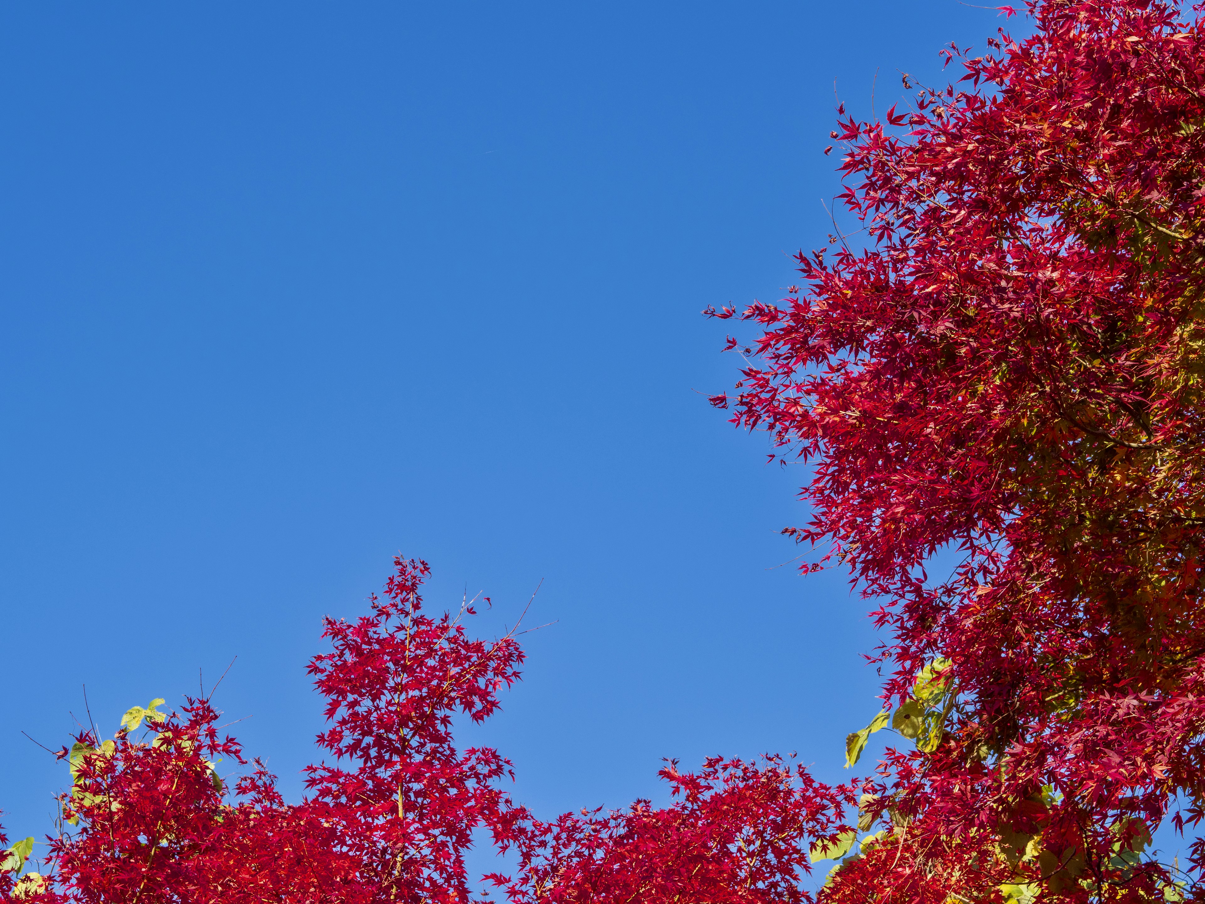 Árboles con hojas rojas vibrantes contra un cielo azul claro