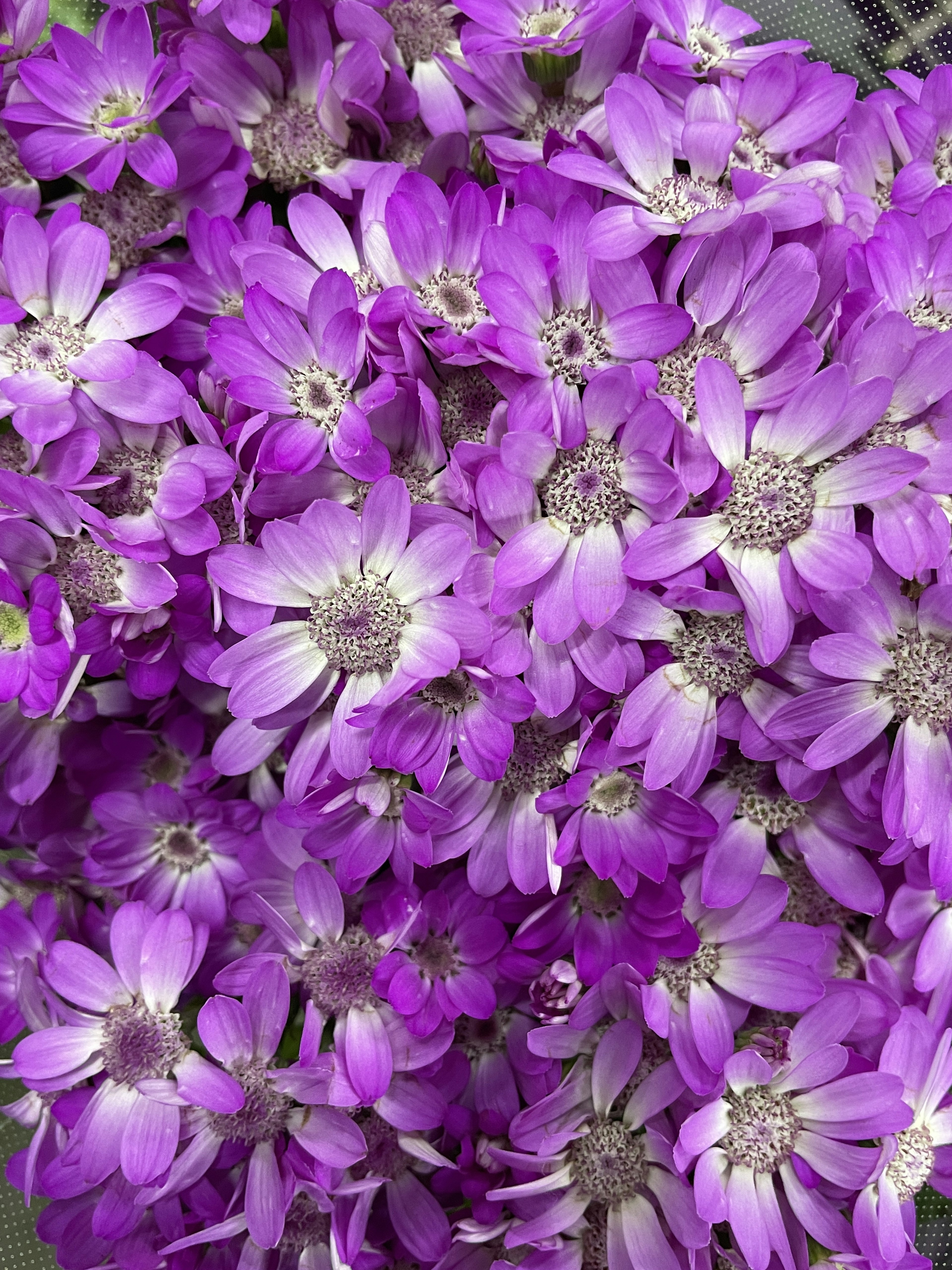 Denso gruppo di fiori viola vivaci