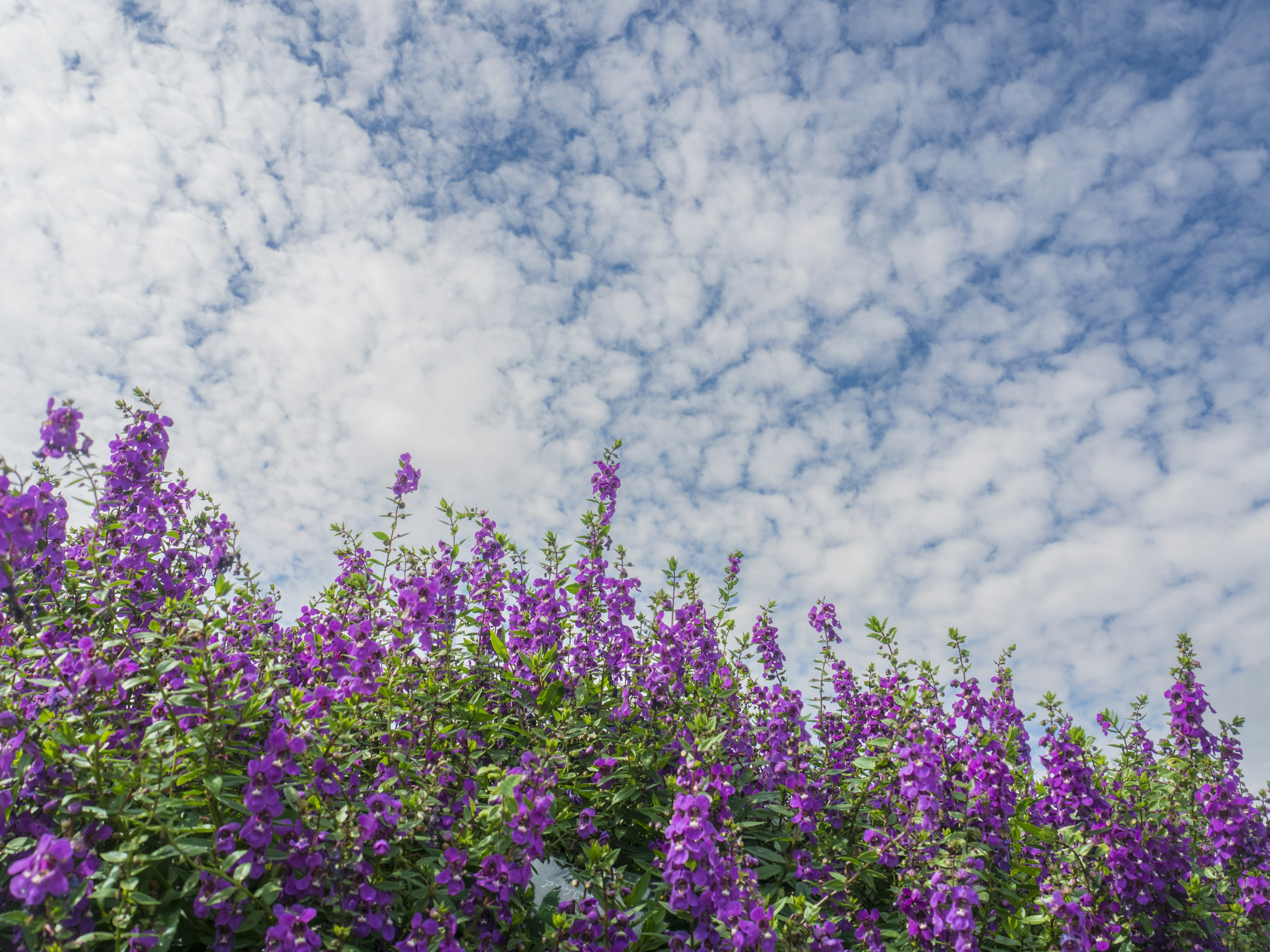 Un paisaje con flores moradas contra un cielo azul con nubes blancas