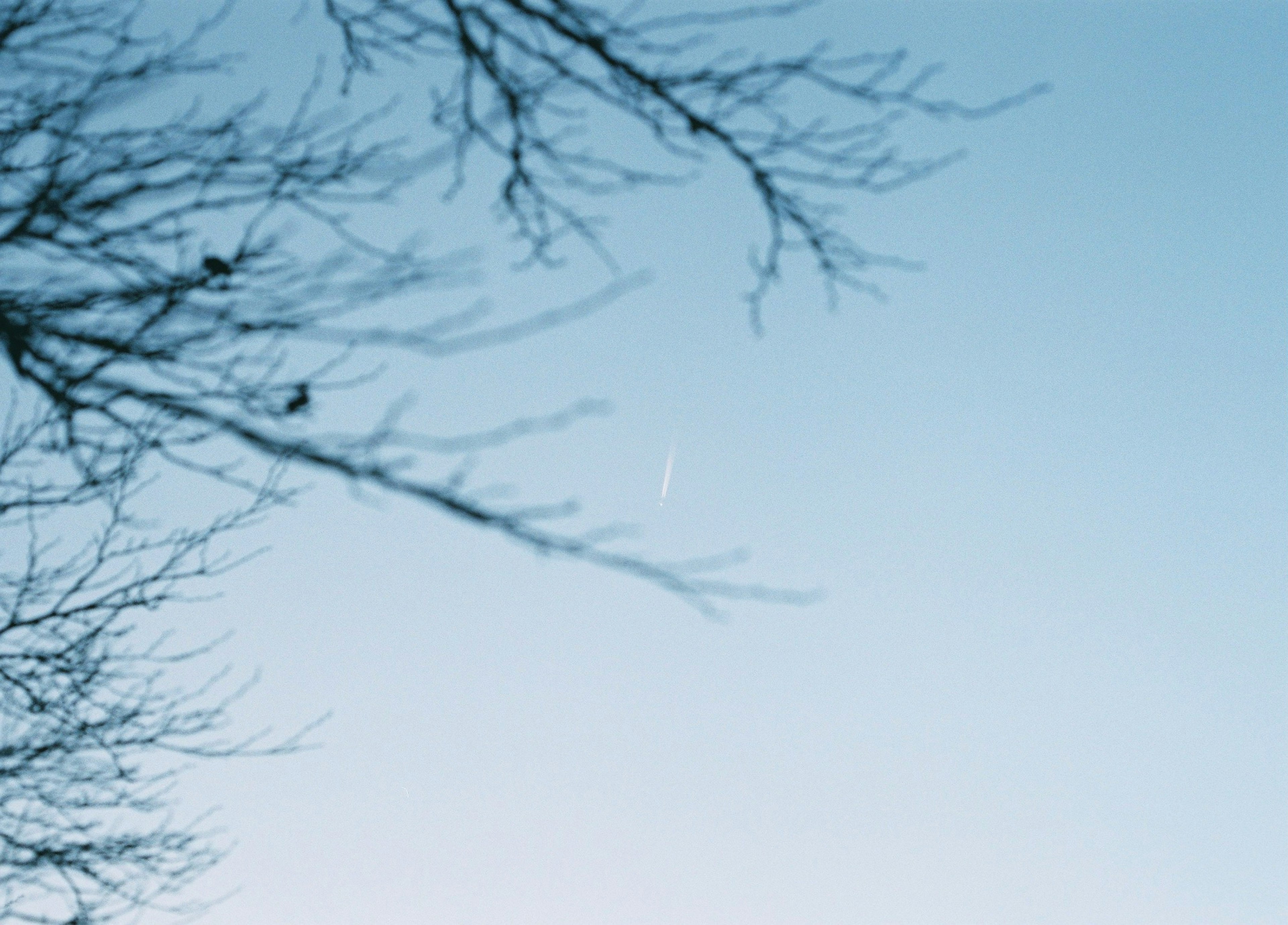 A landscape featuring a blue sky and barren tree branches