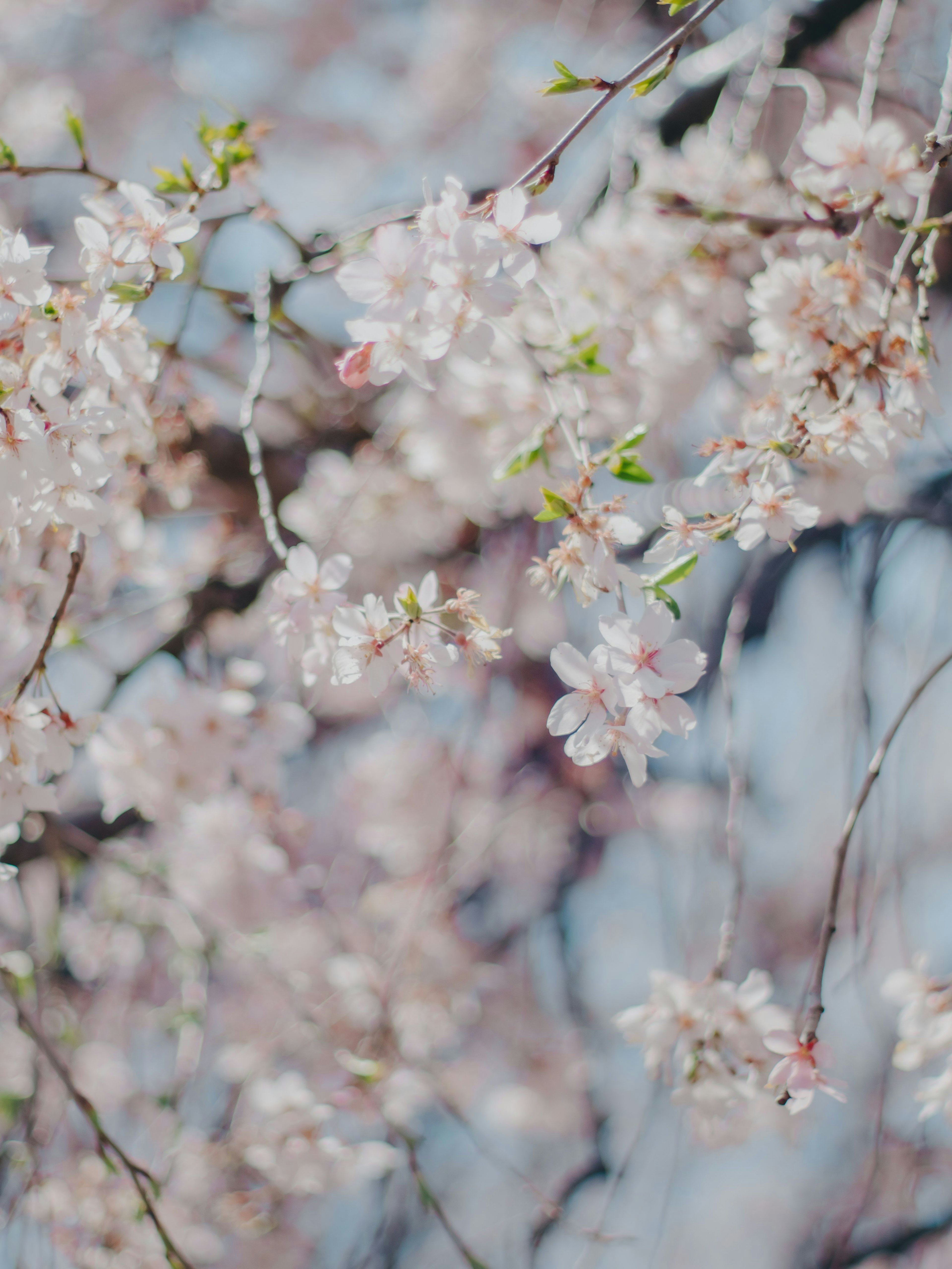 桜の花が咲いている枝のクローズアップ