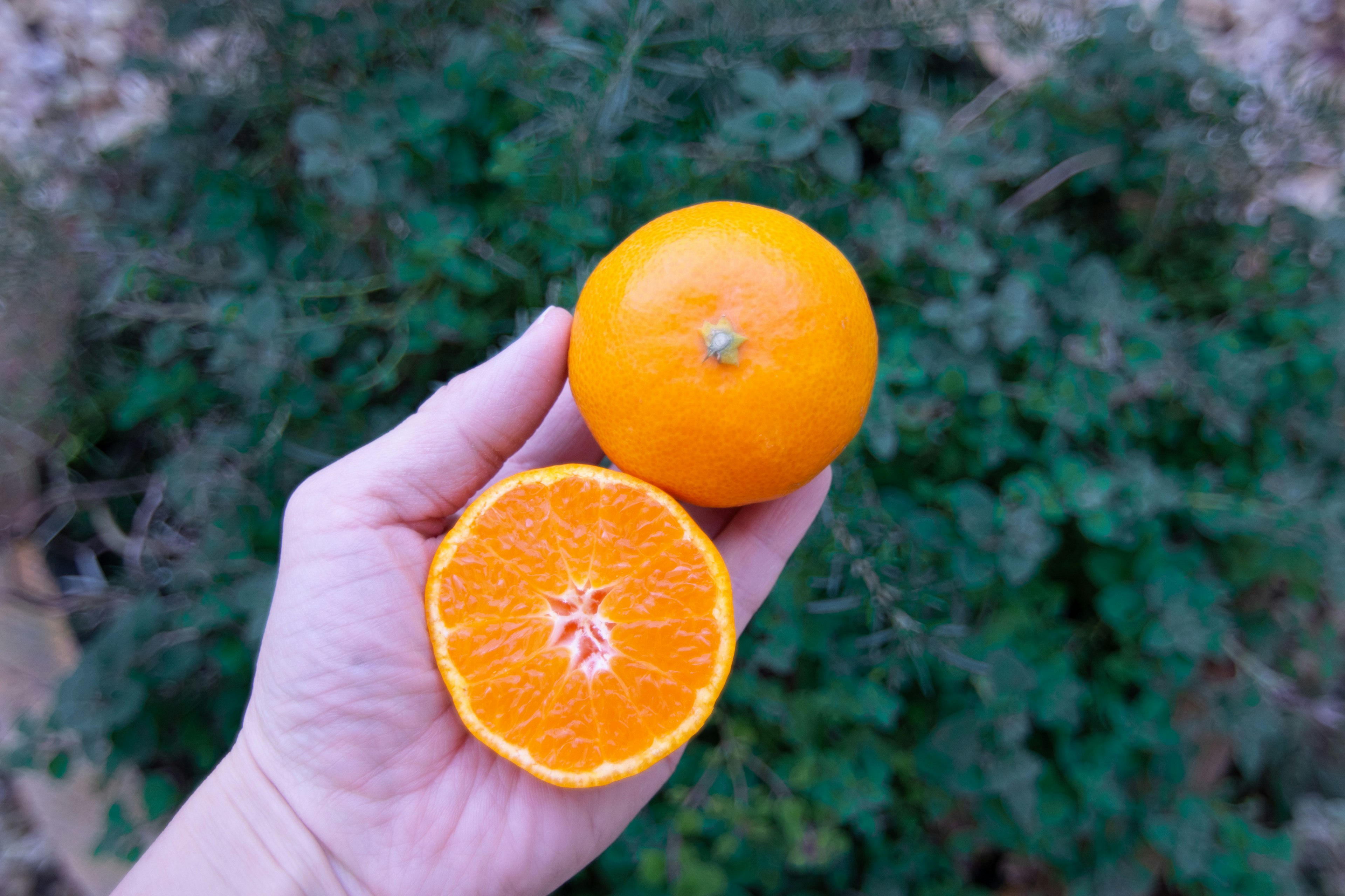 Hand hält eine ganze Orange und eine halbierte Orange mit sichtbarer Textur