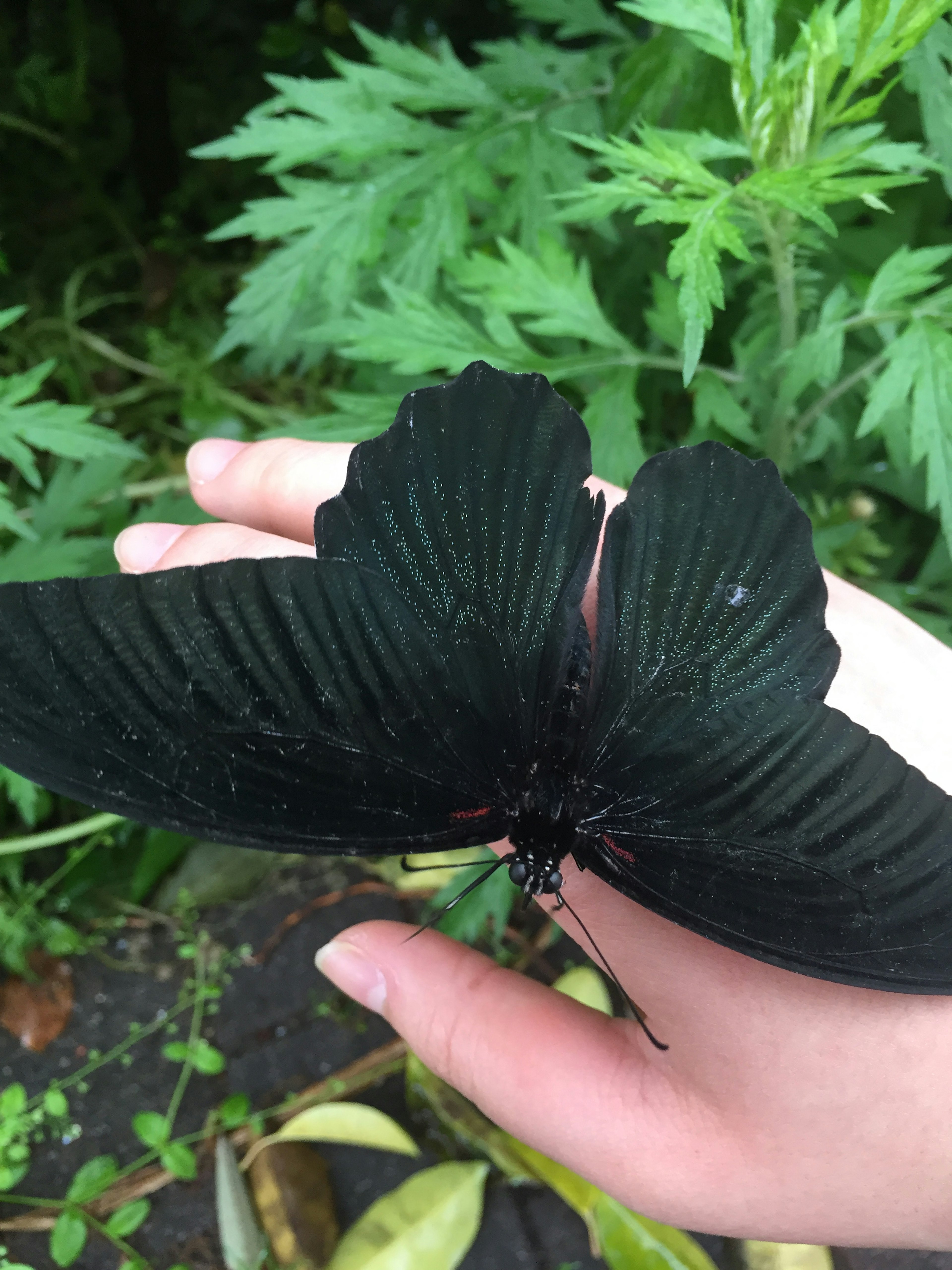 A large black butterfly resting on a person's hand with green foliage in the background