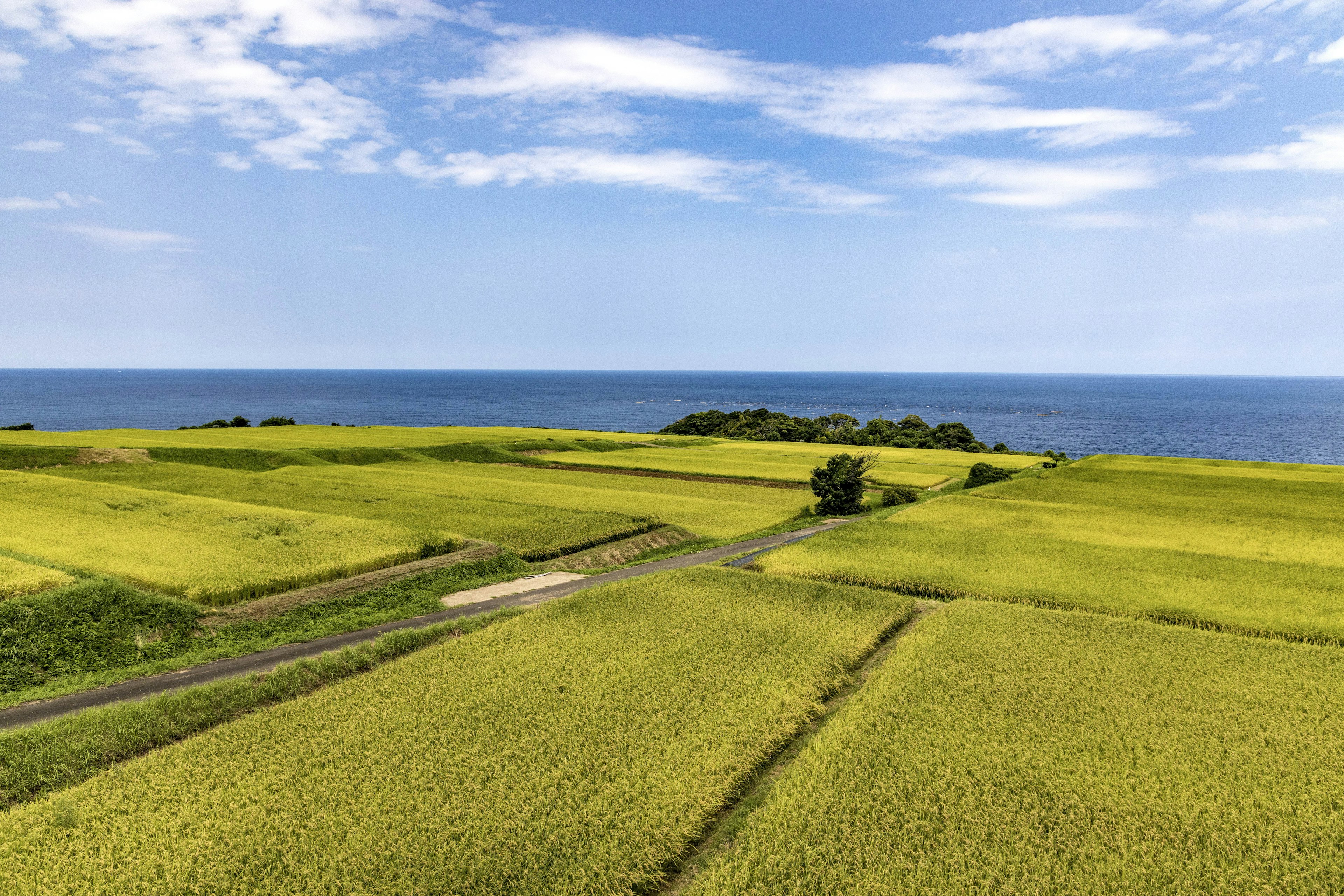 ทิวทัศน์ที่สวยงามของนาข้าวสีเหลืองที่พบกับมหาสมุทรสีน้ำเงิน