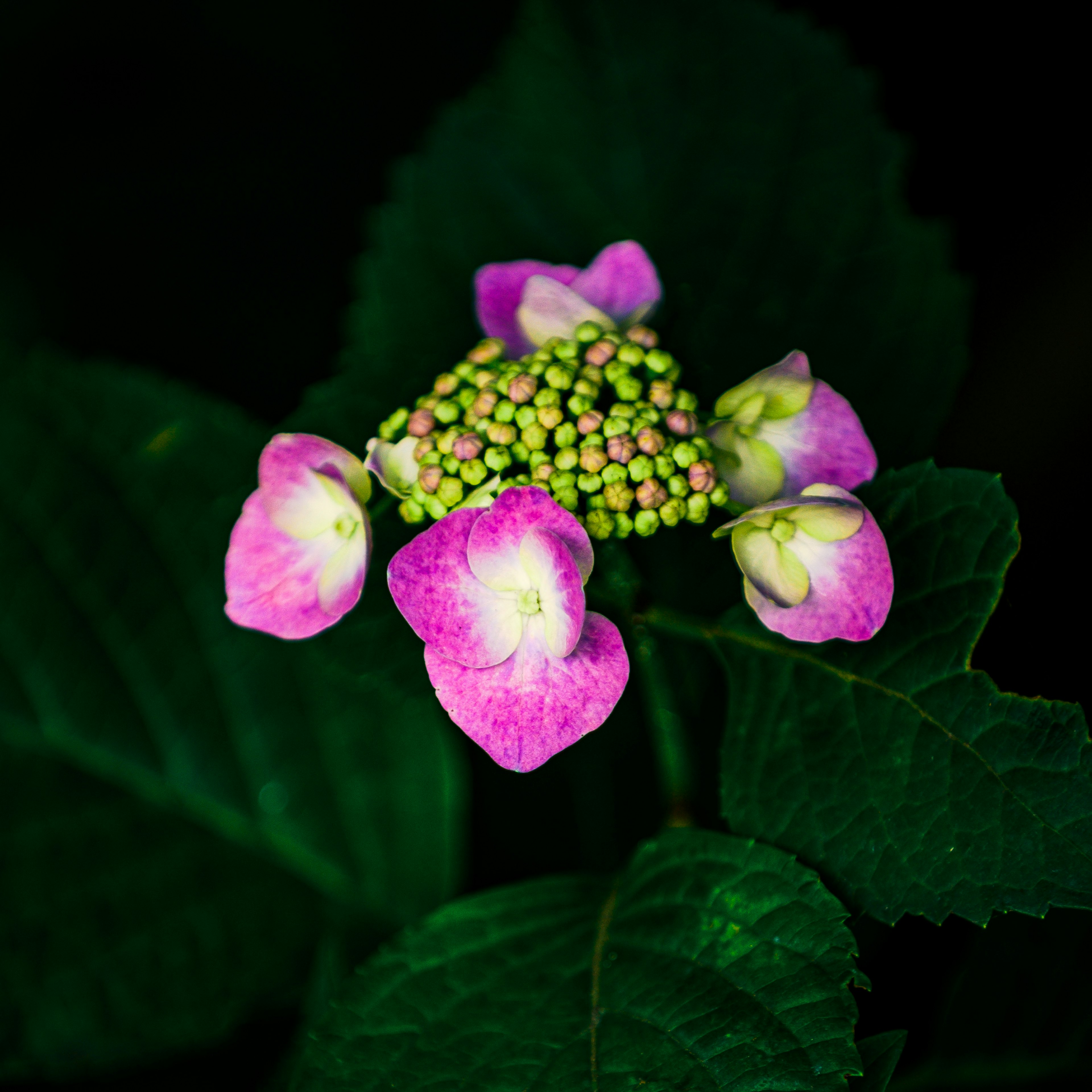 緑の葉の間から見えるピンクの花と蕾の美しいクローズアップ