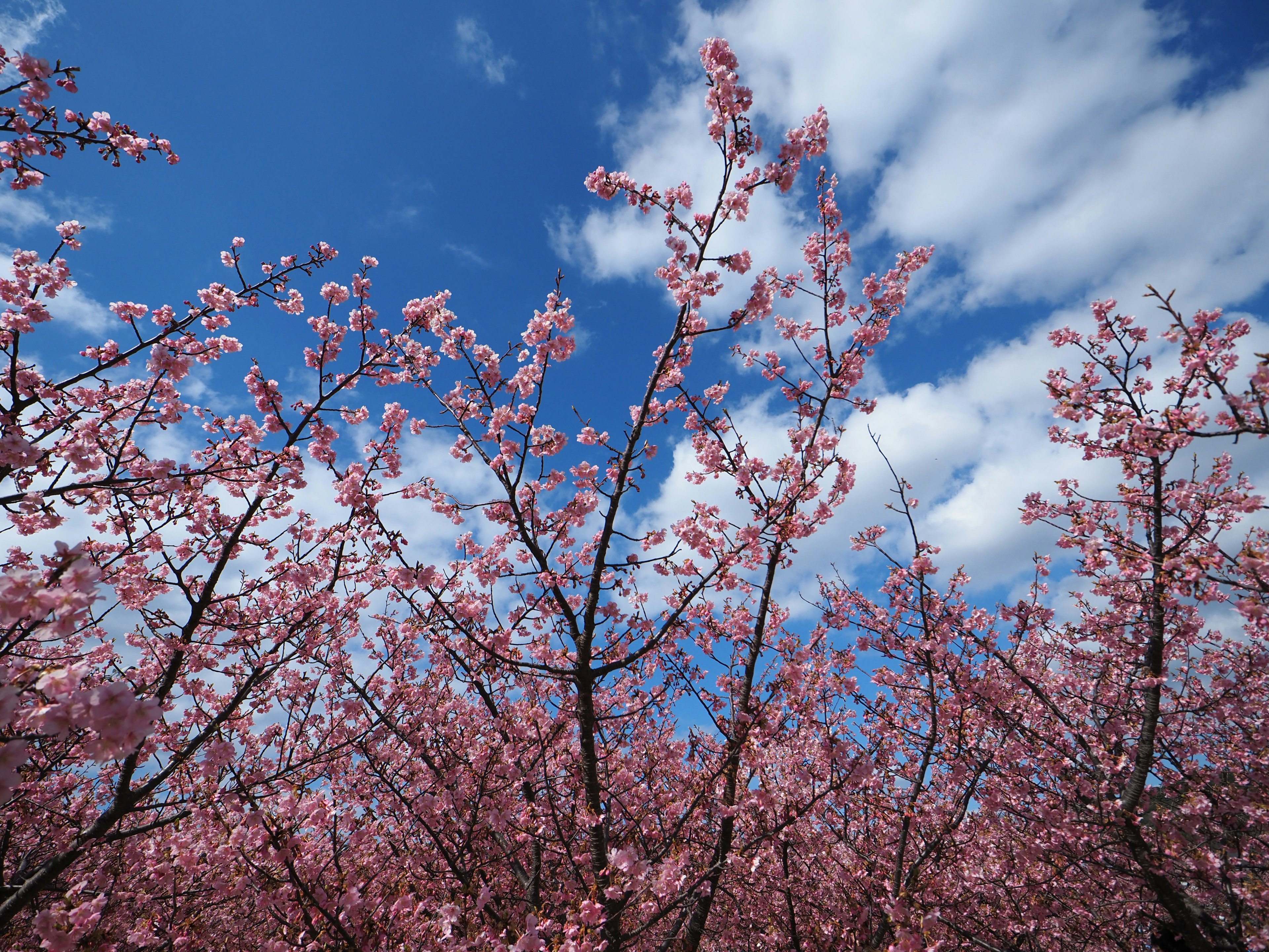 Cherry blossom trees in bloom against a blue sky