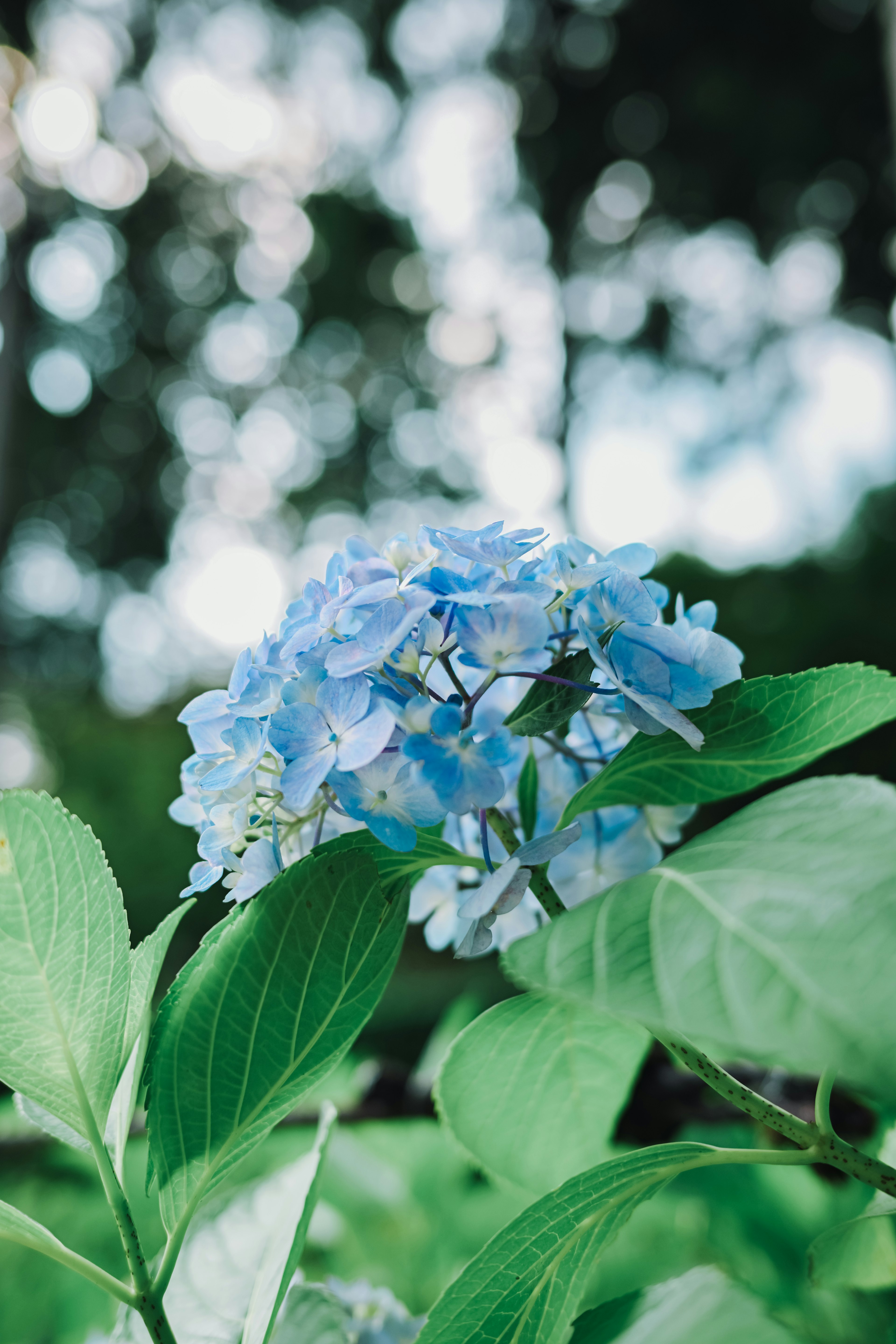 Blue hydrangea flower with green leaves and blurred background