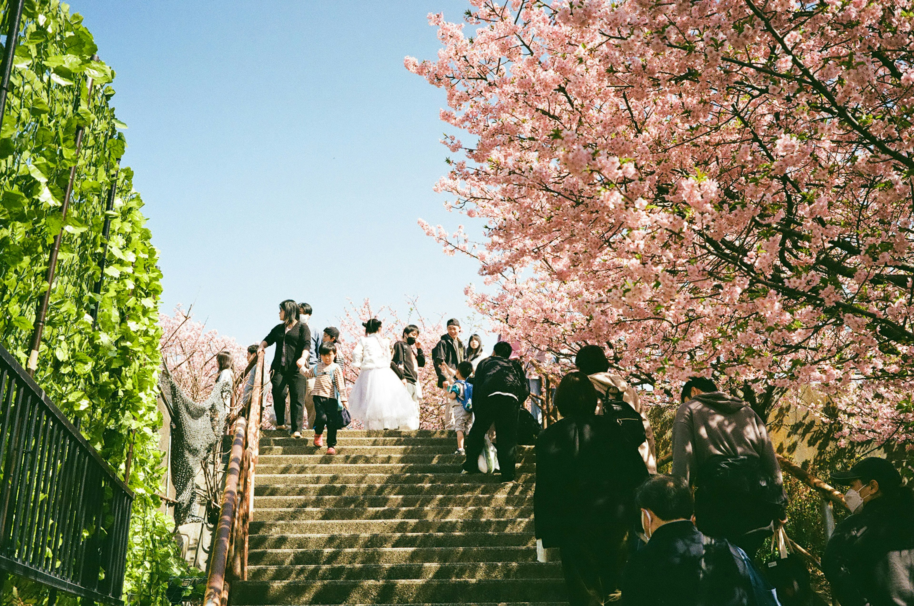 桜の花が咲く階段を上る人々の写真