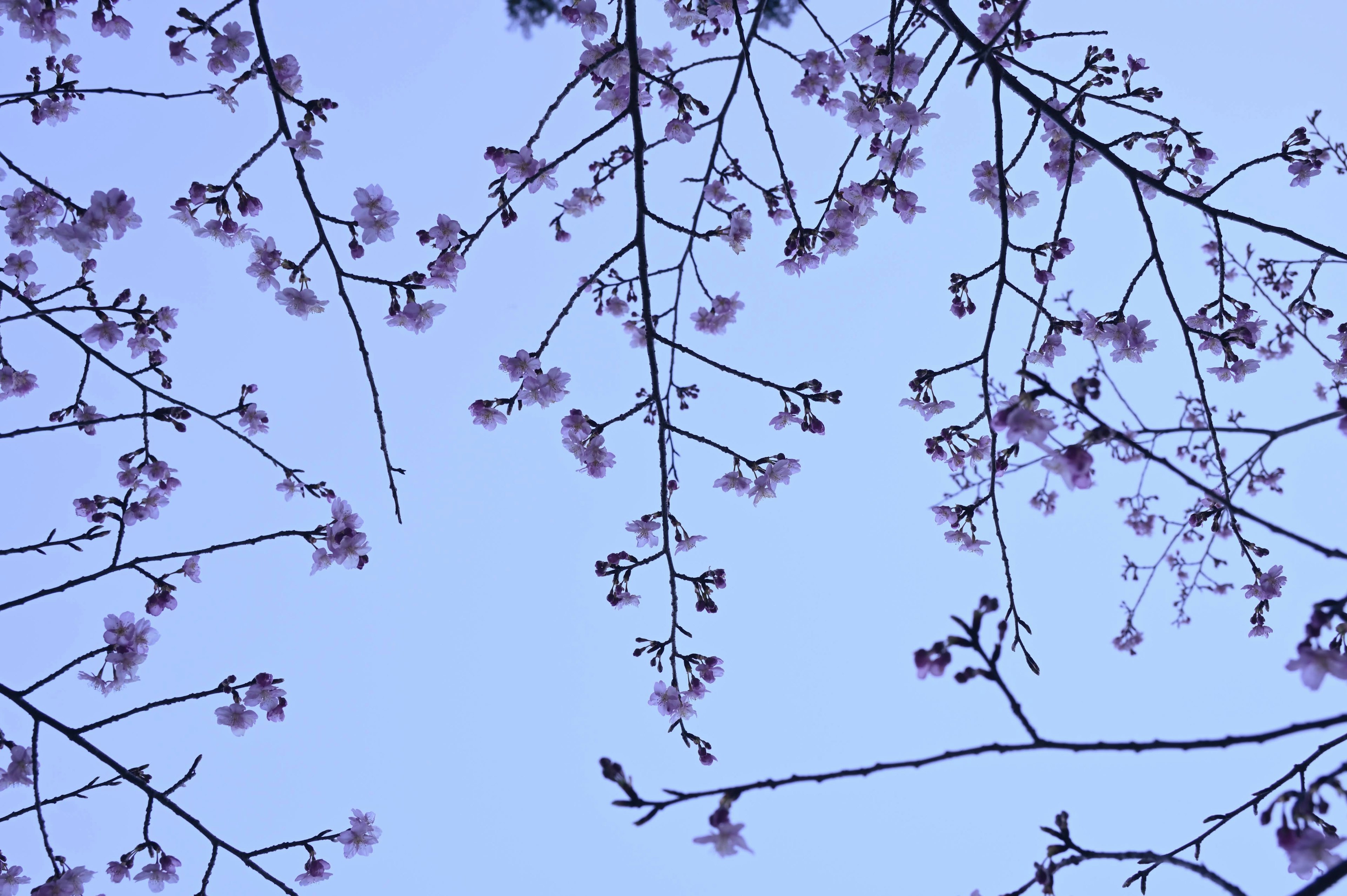 青空に咲く桜の花びらと枝