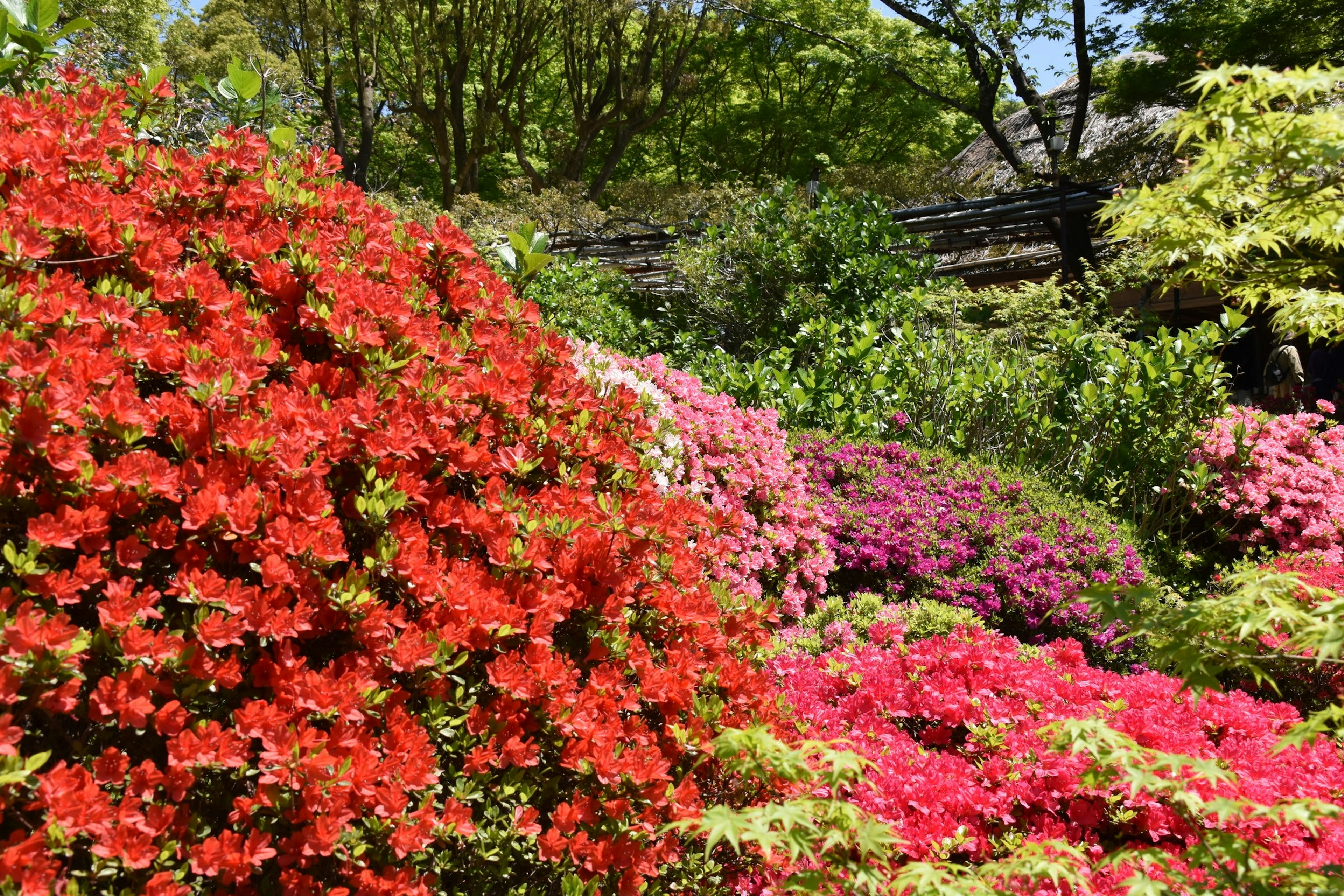 Vibrant azaleas blooming in a lush garden