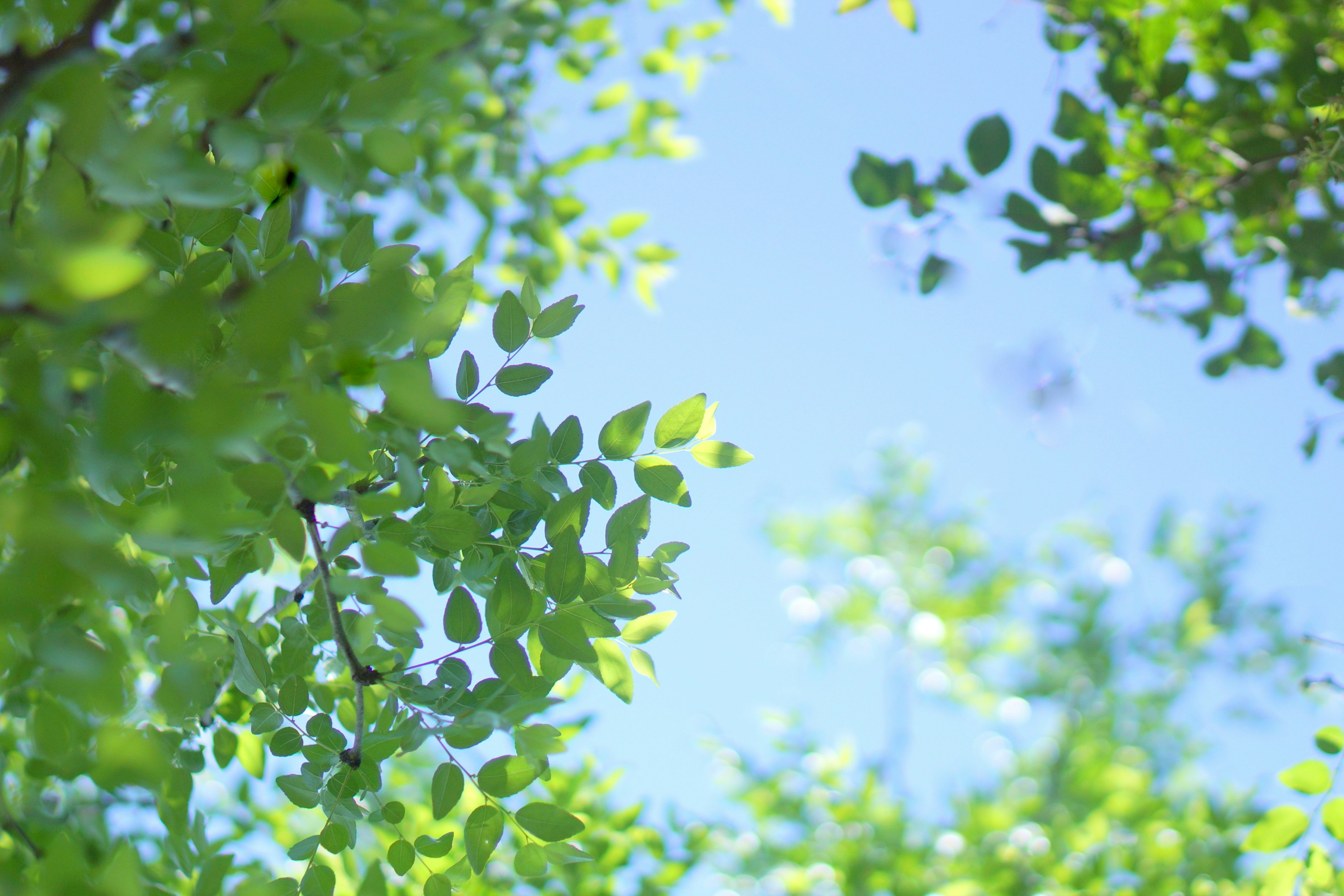 Close-up of green leaves against a blue sky