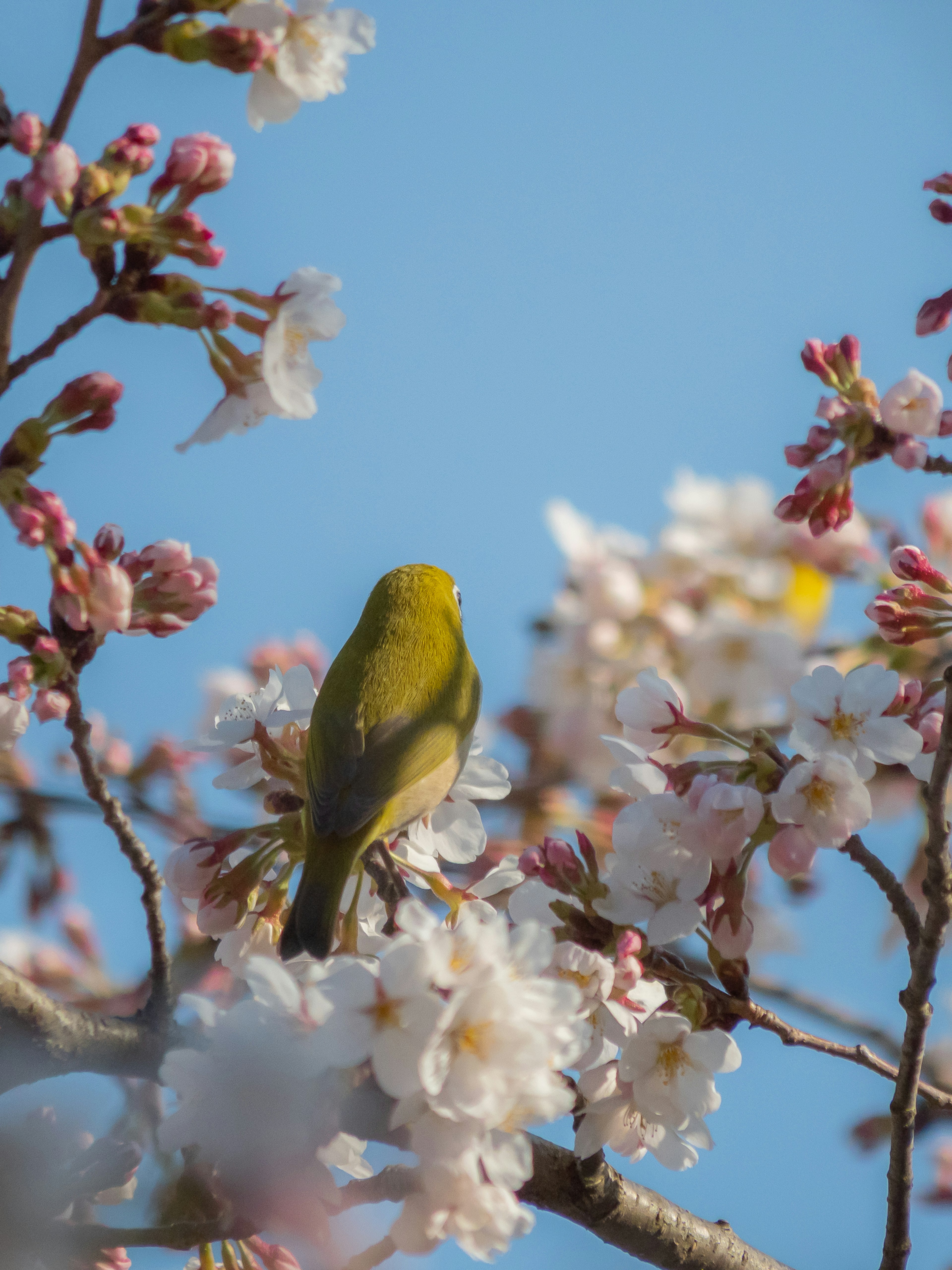 Un petit oiseau parmi les cerisiers sous un ciel bleu