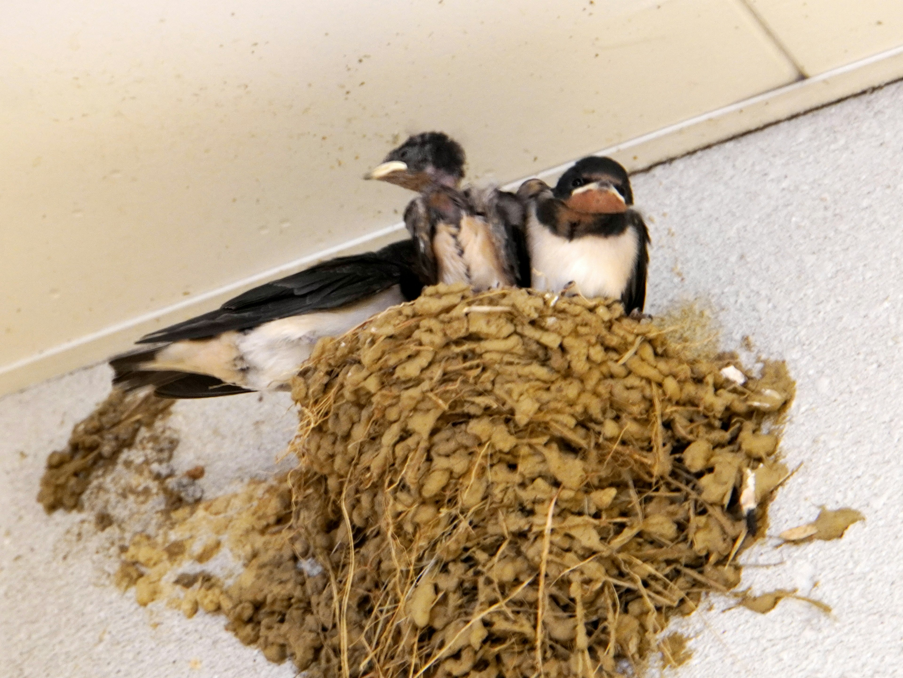 Two chicks nestled together in a nest made of twigs and grass