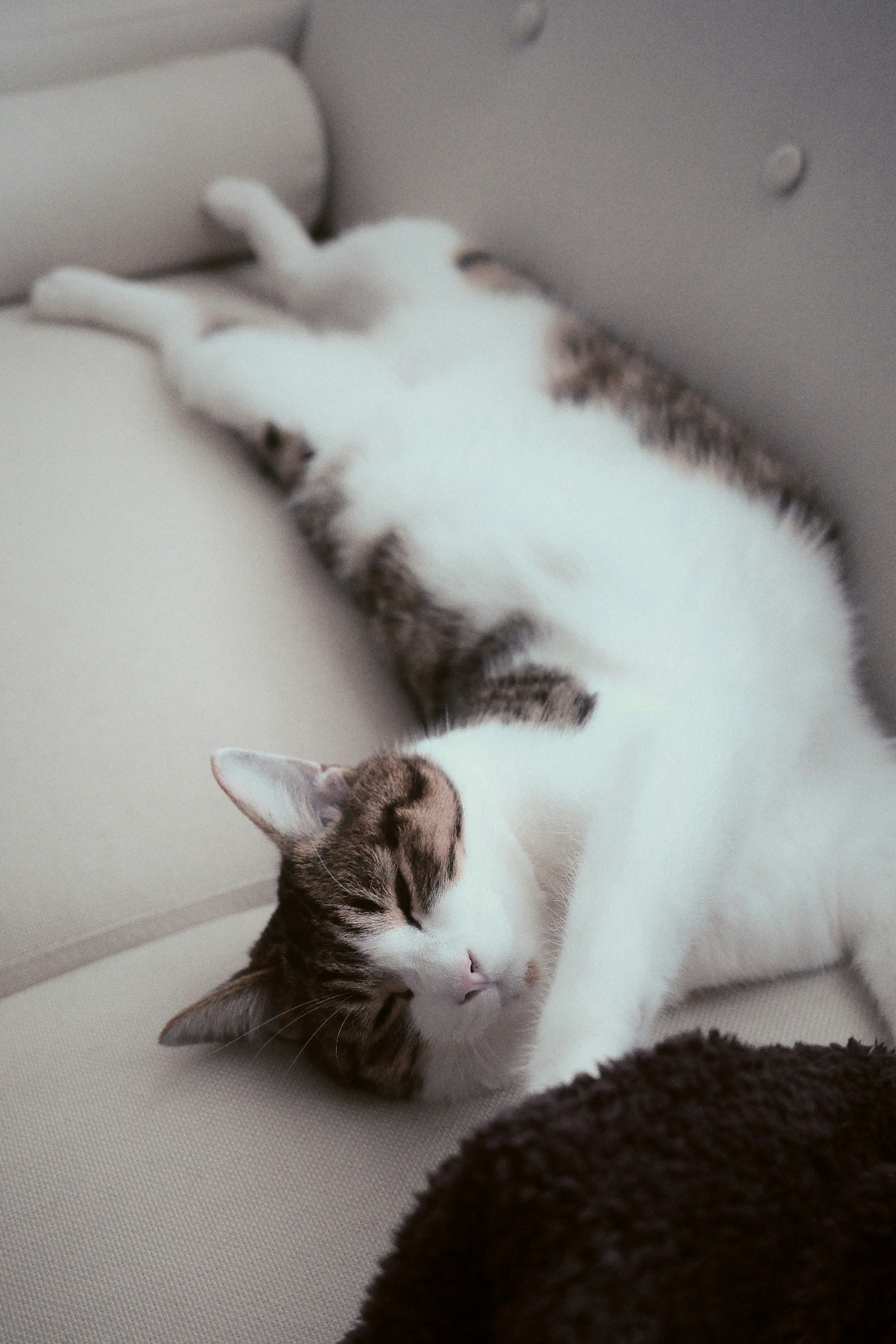 Un gato blanco y marrón acostado en un sofá