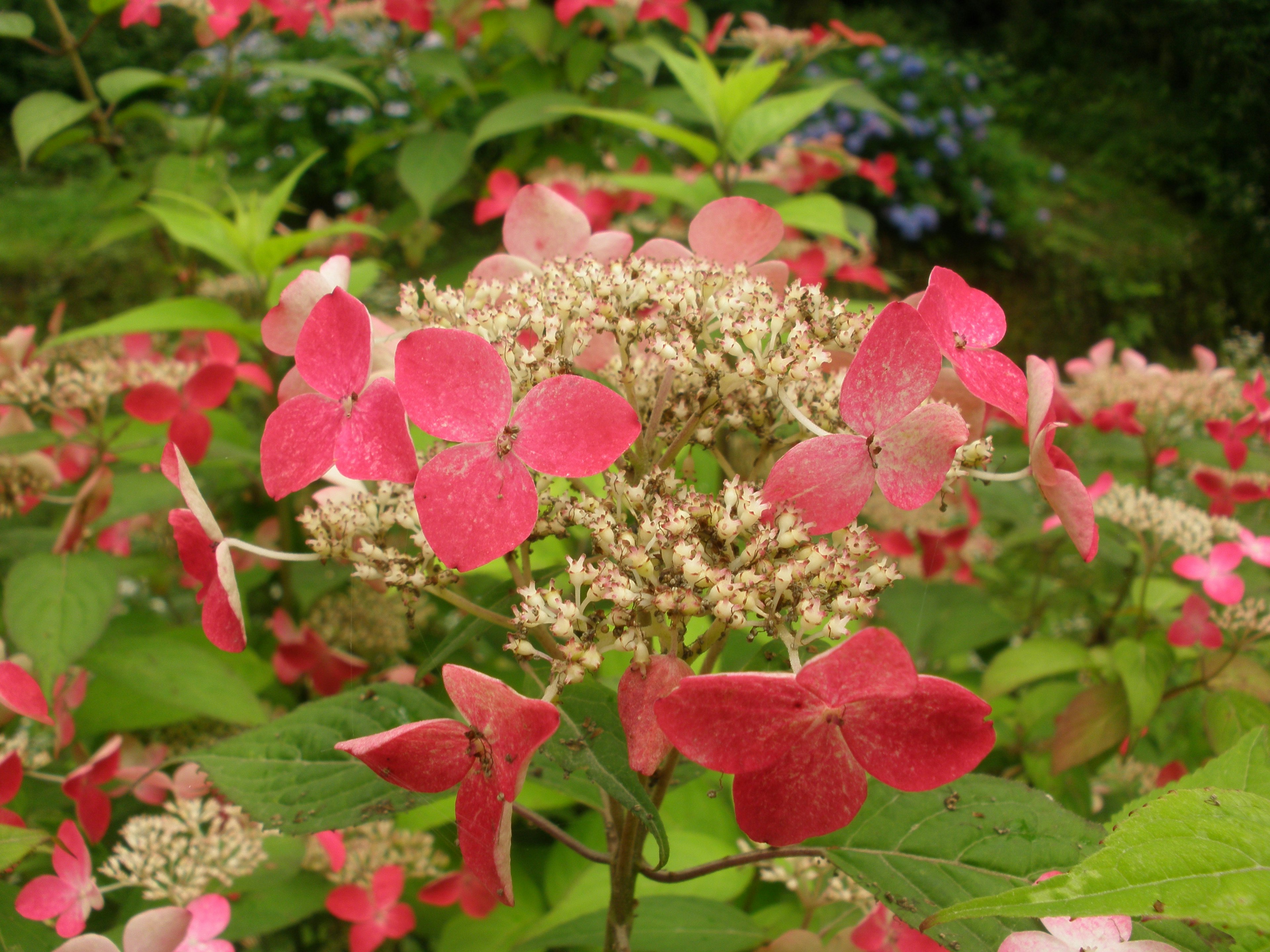 Kumpulan bunga pink cerah dari tanaman hortensia