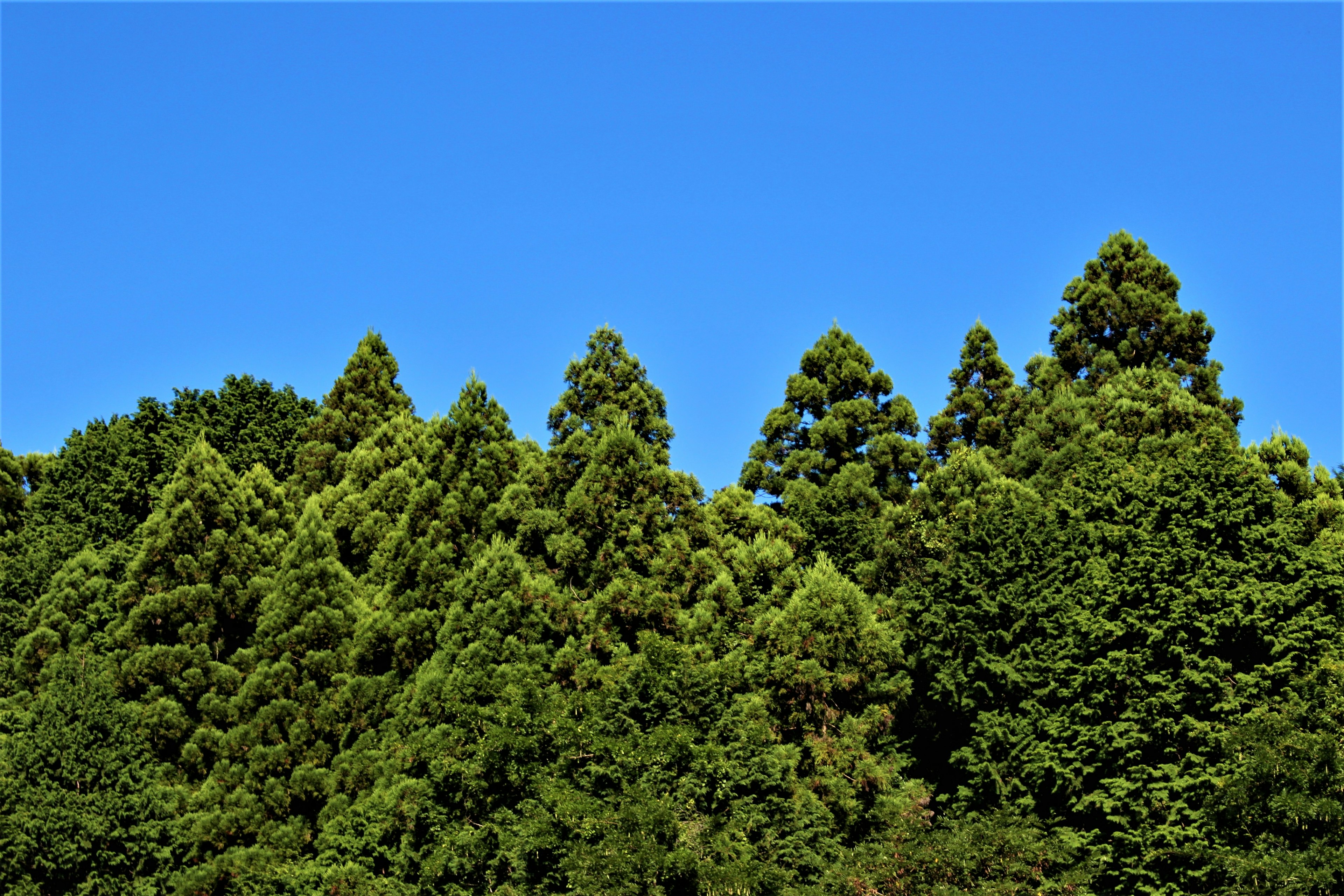 青空の下に高い緑の木々が並ぶ風景