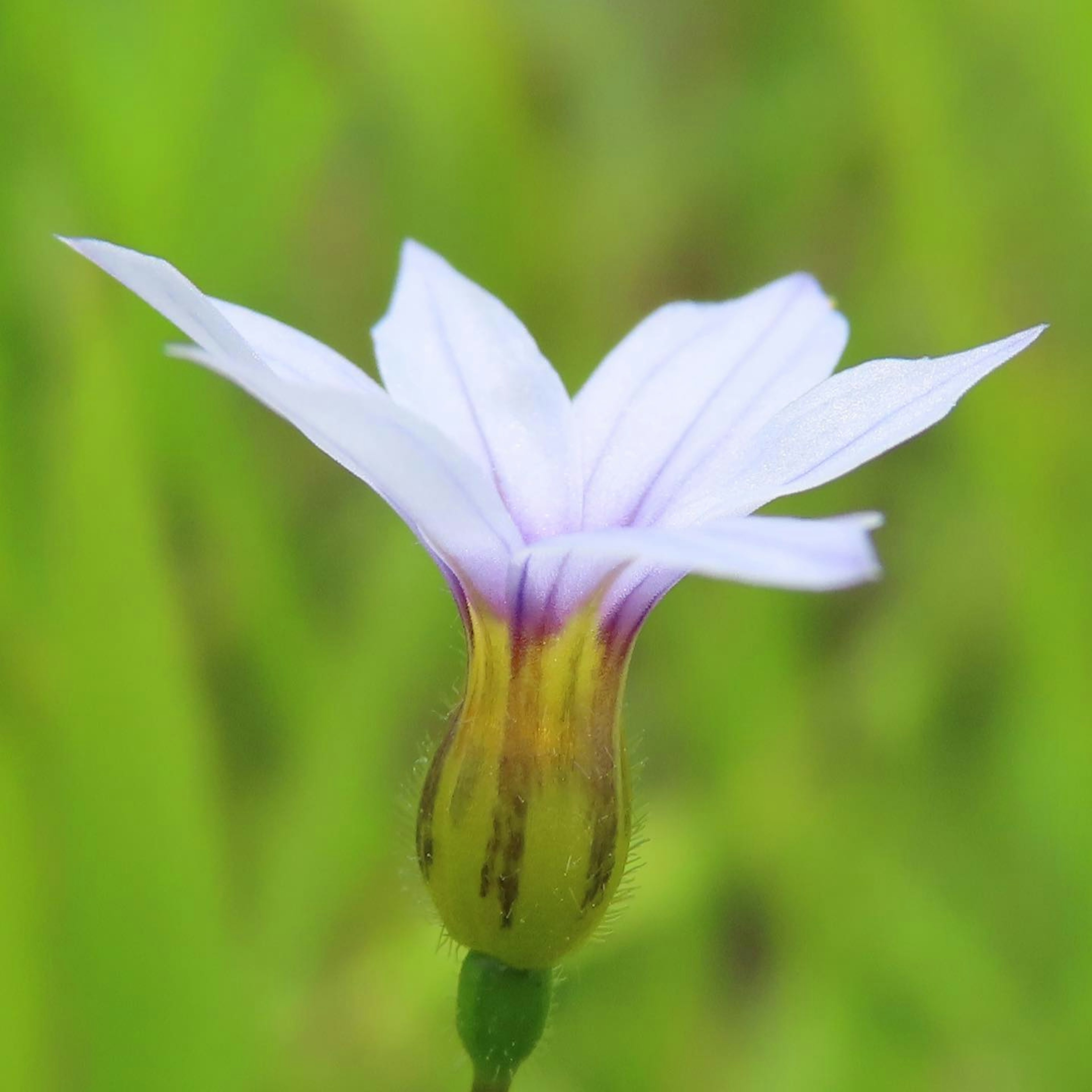 Fleur violette claire avec une base jaune entourée de feuillage vert