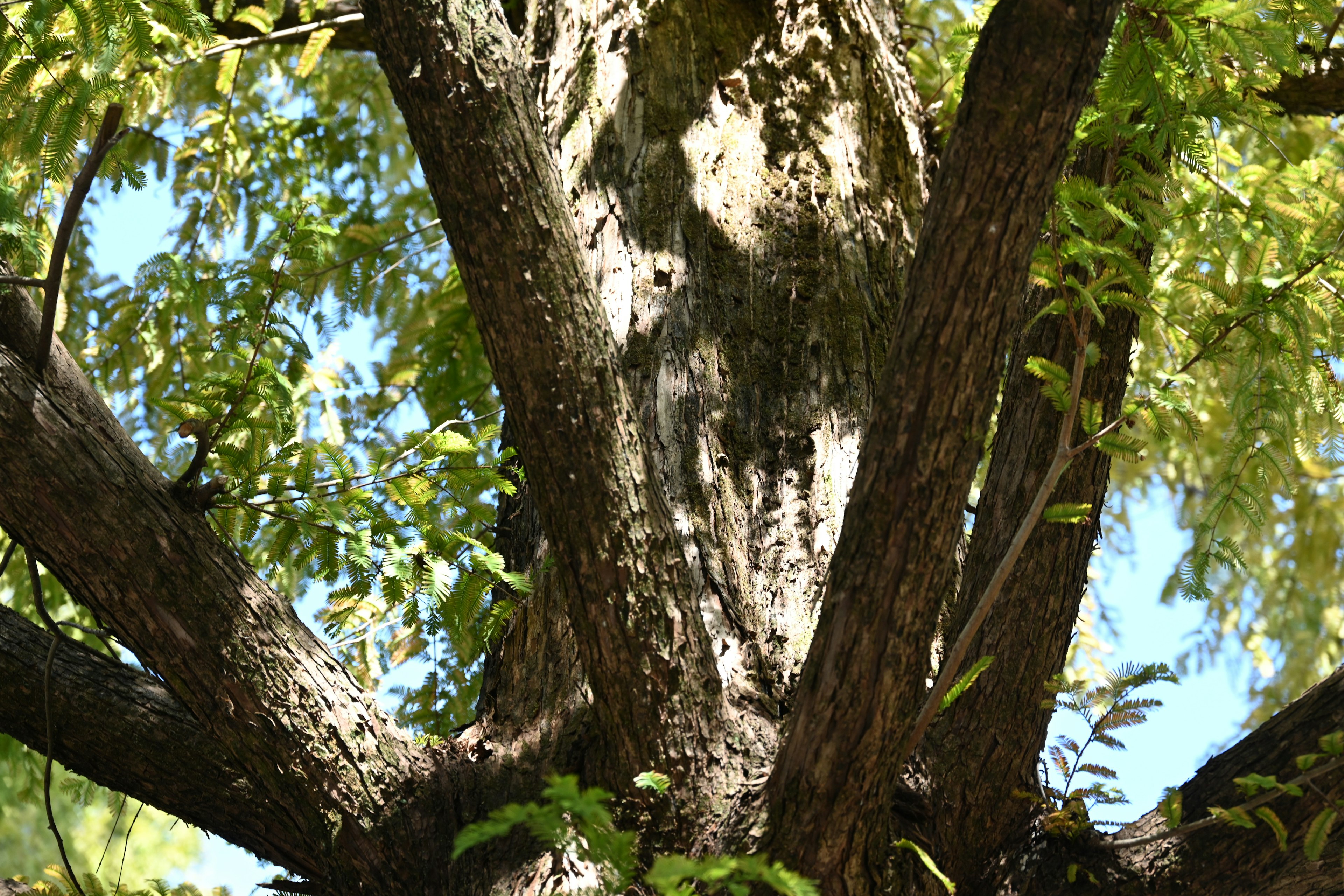 Large tree trunk with intersecting branches and lush green leaves