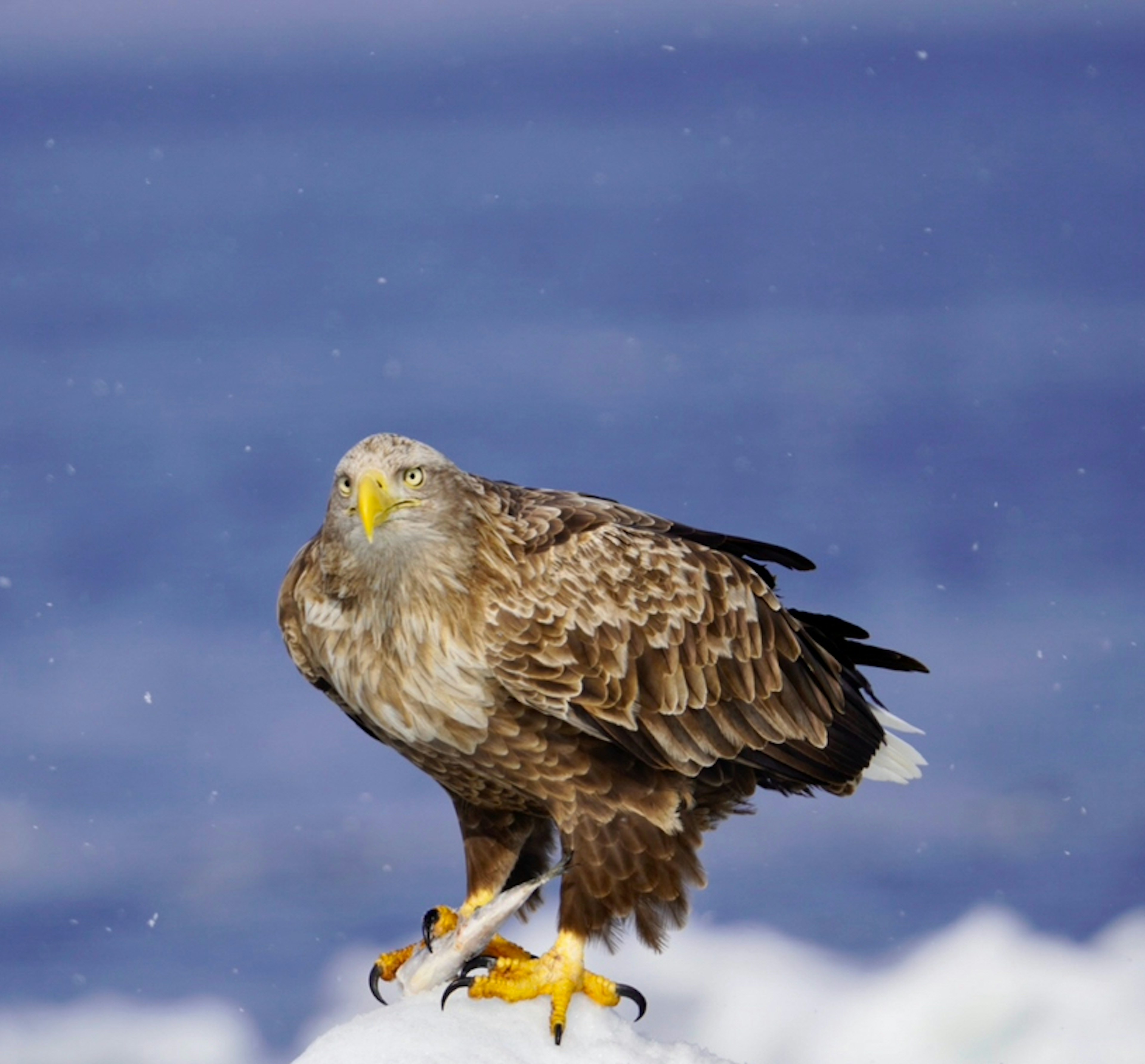 Águila marina de Steller de pie cerca del mar invernal