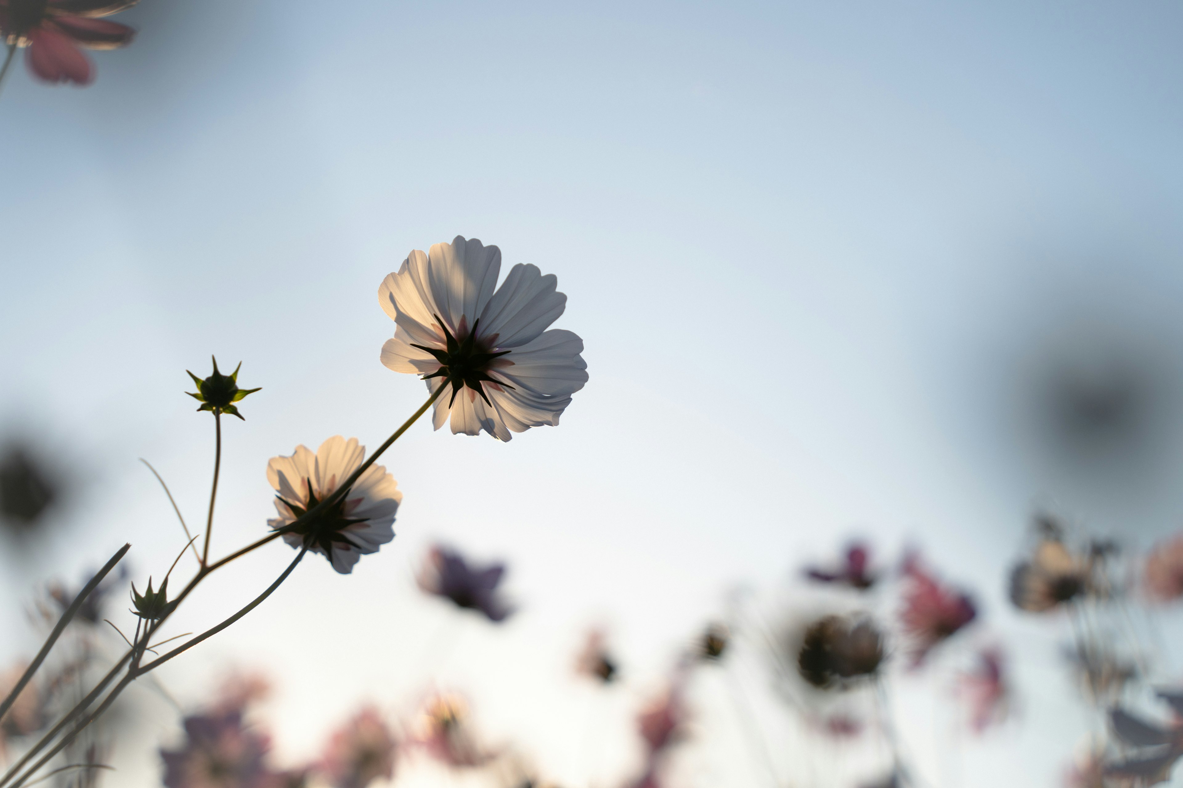 Silhouette of cosmos flowers against a blue sky