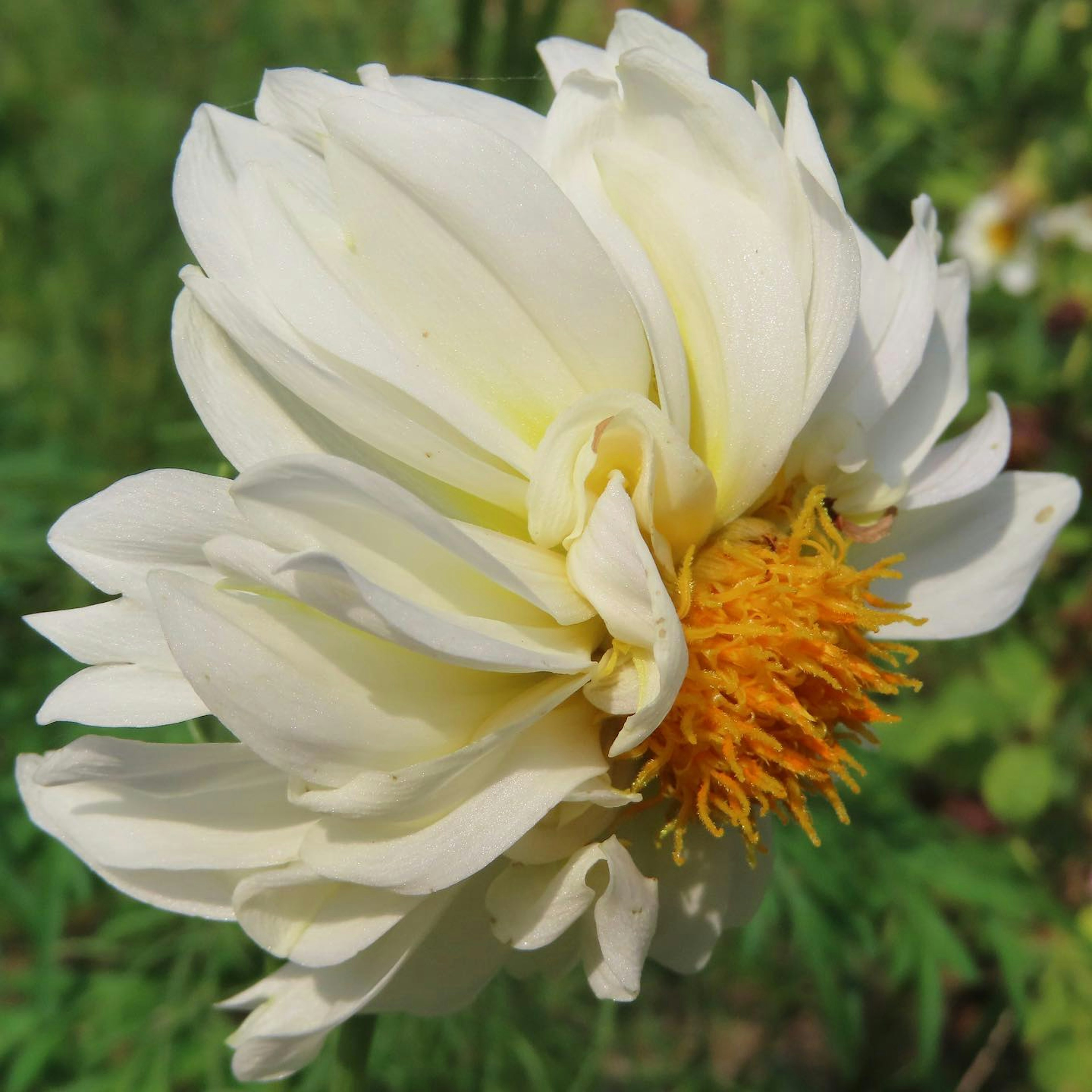 Schöne Blume mit weißen Blütenblättern und orangefarbenem Zentrum