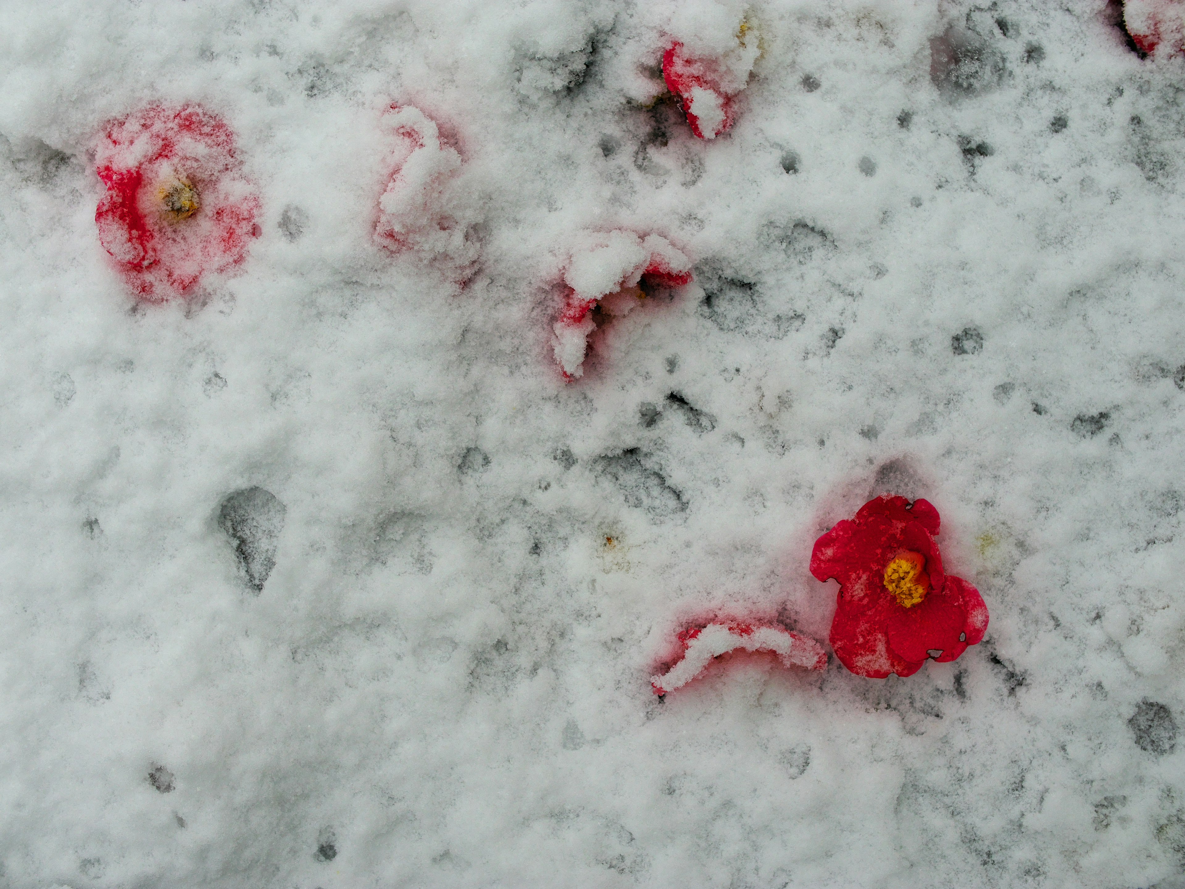 Bella scena di petali di fiori rossi sparsi sulla neve