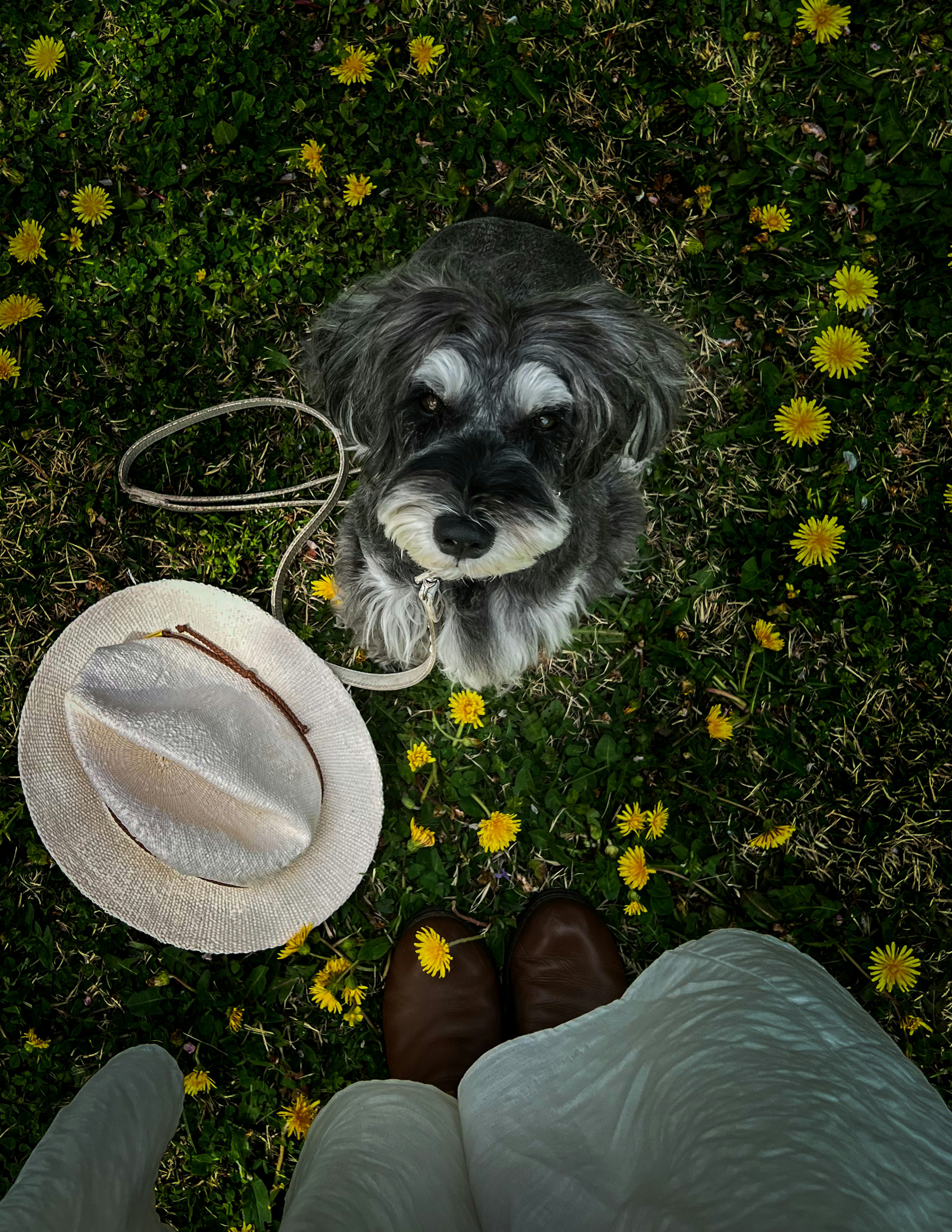 A dog sitting among yellow flowers with a hat and shoes in the frame