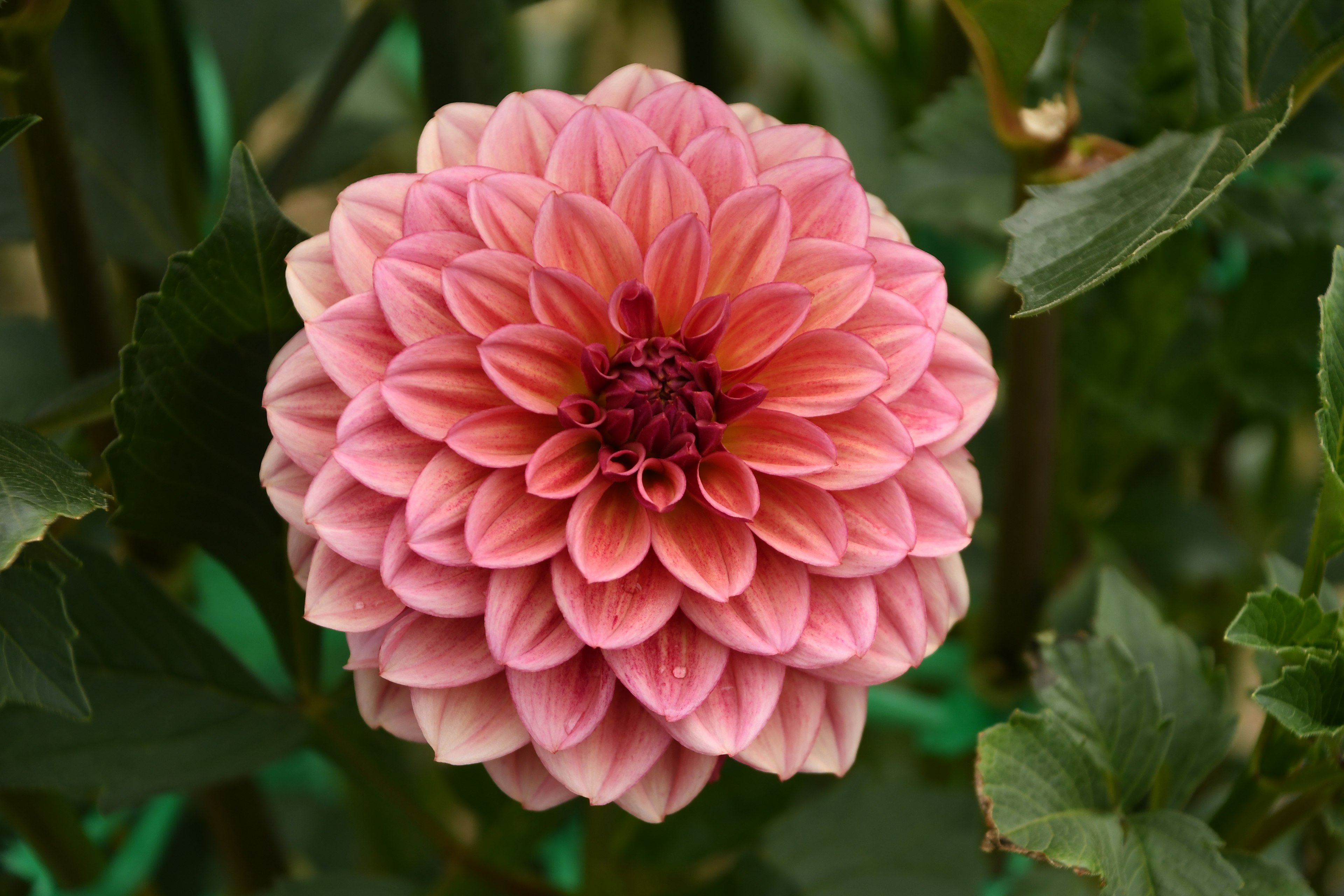 Hermosa flor de dalia rosa en plena floración