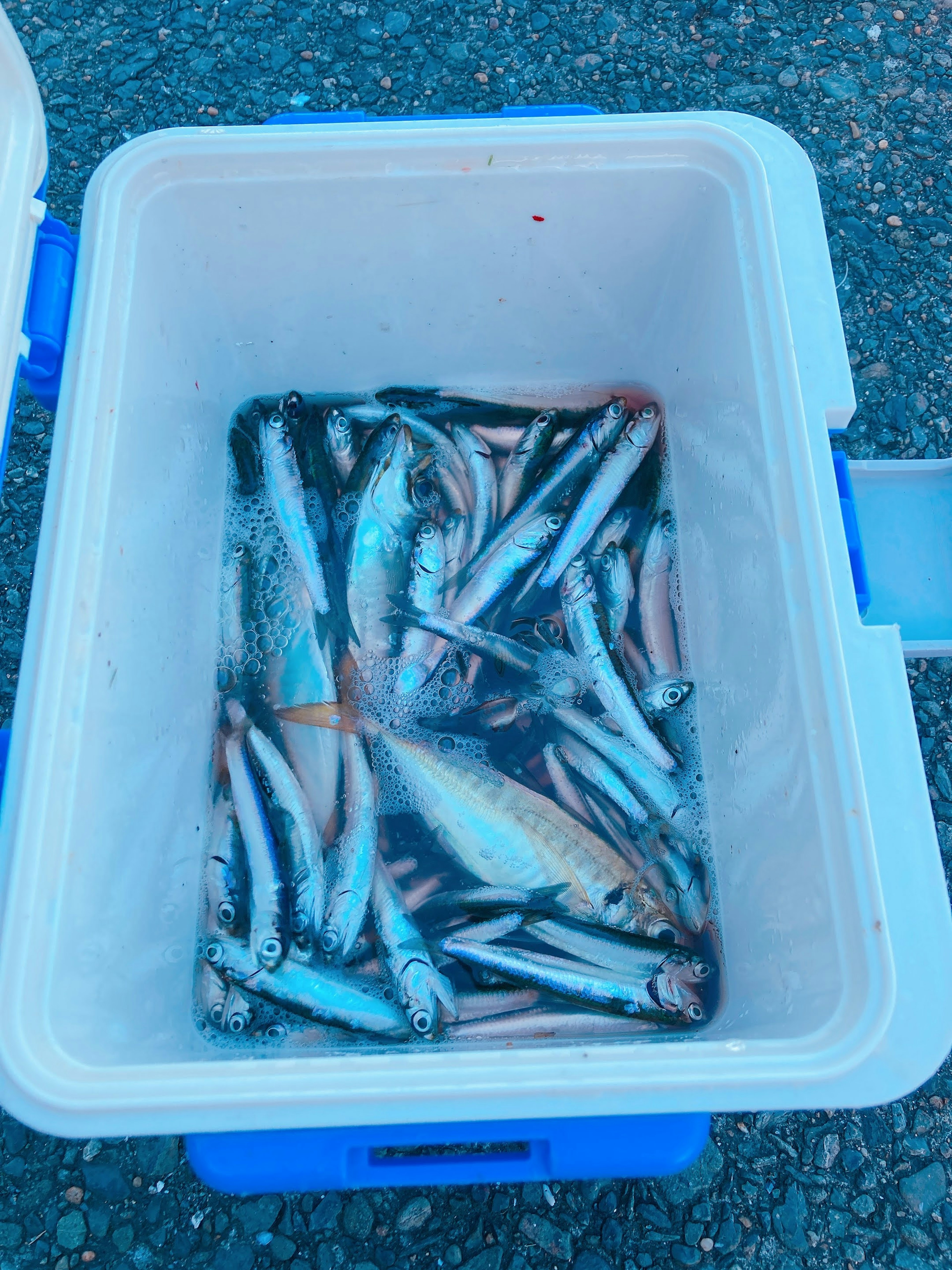 Glacière remplie de poissons frais