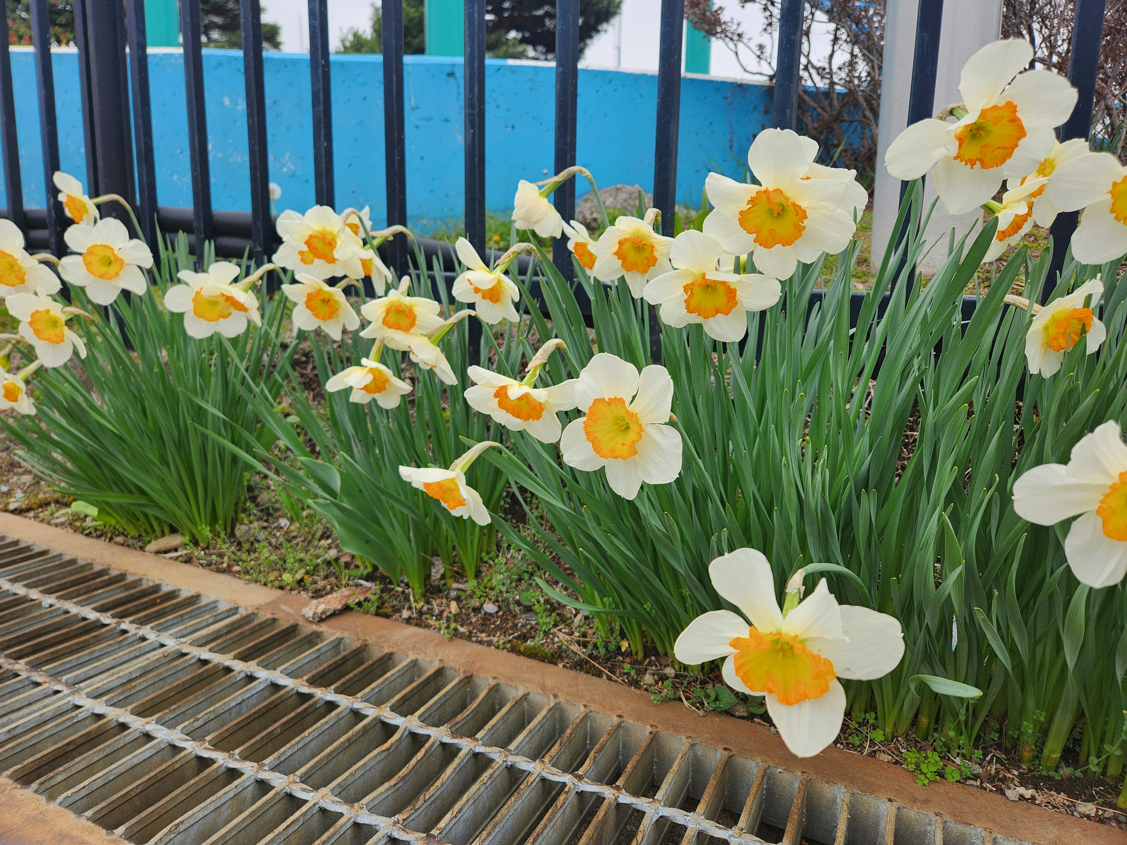 A garden of blooming white daffodils with yellow centers