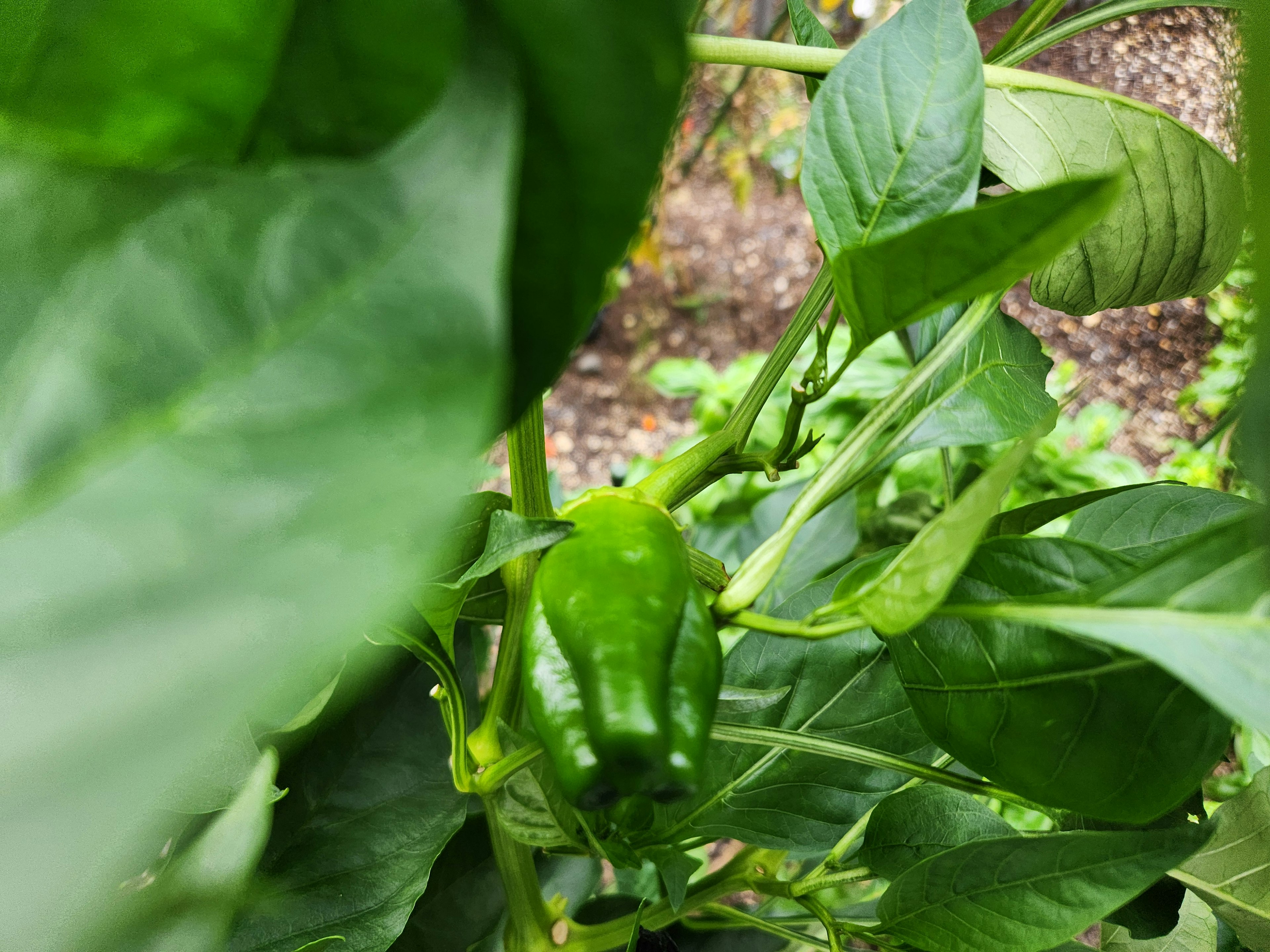 Foto close-up dari tanaman cabai hijau dengan daun