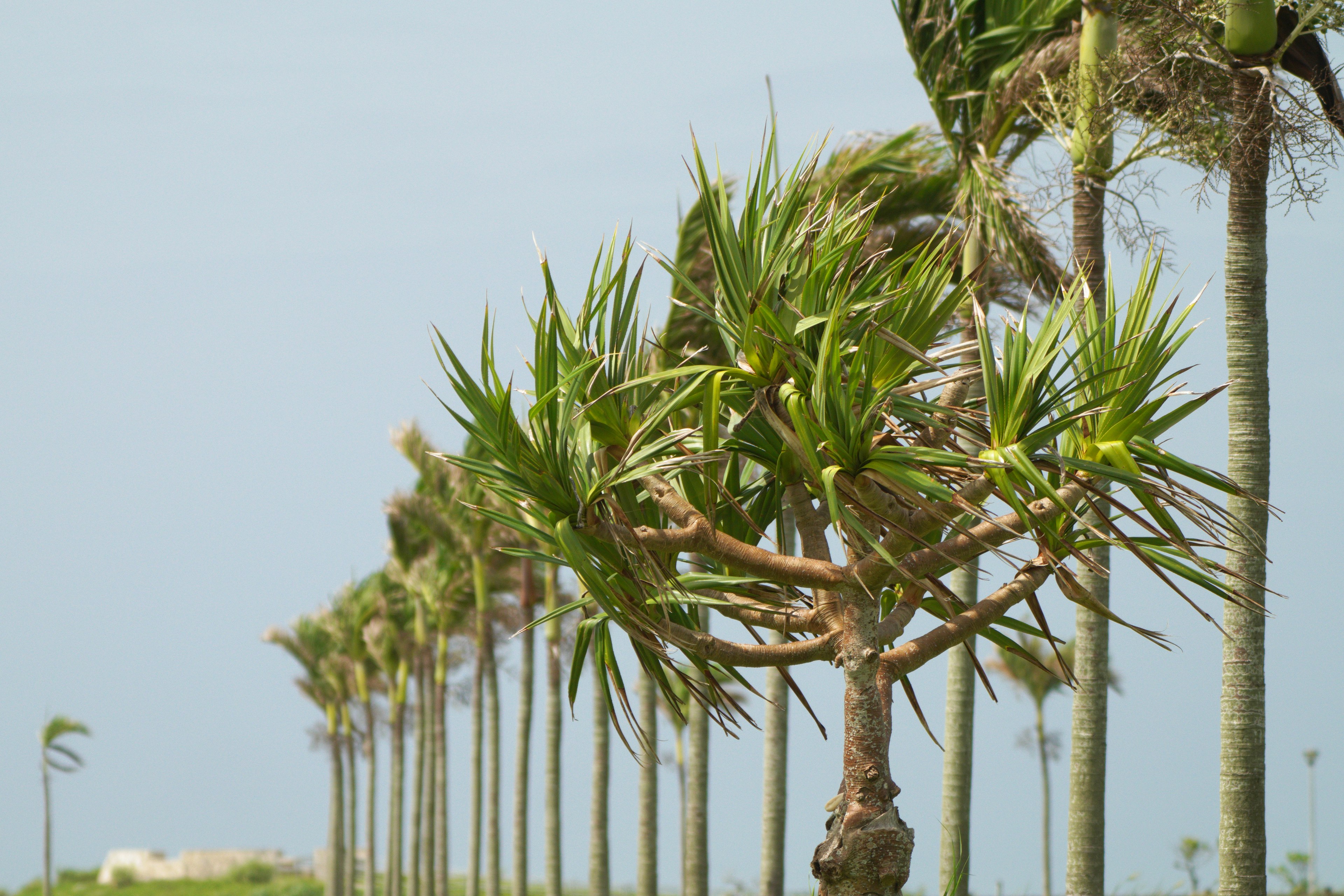 Tropical plants and slender palm trees lined under a blue sky