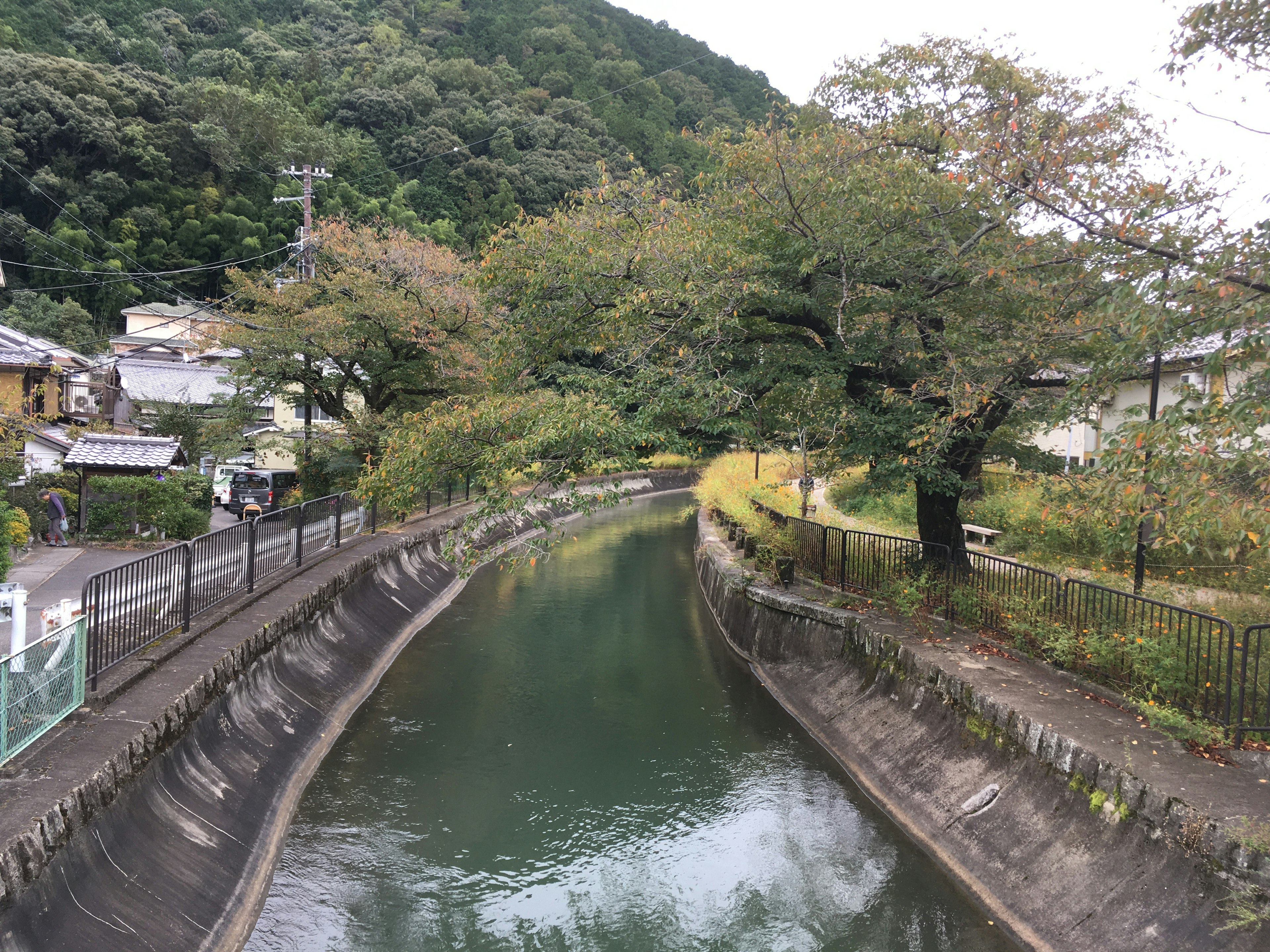 静かな川が流れる風景と周囲の木々