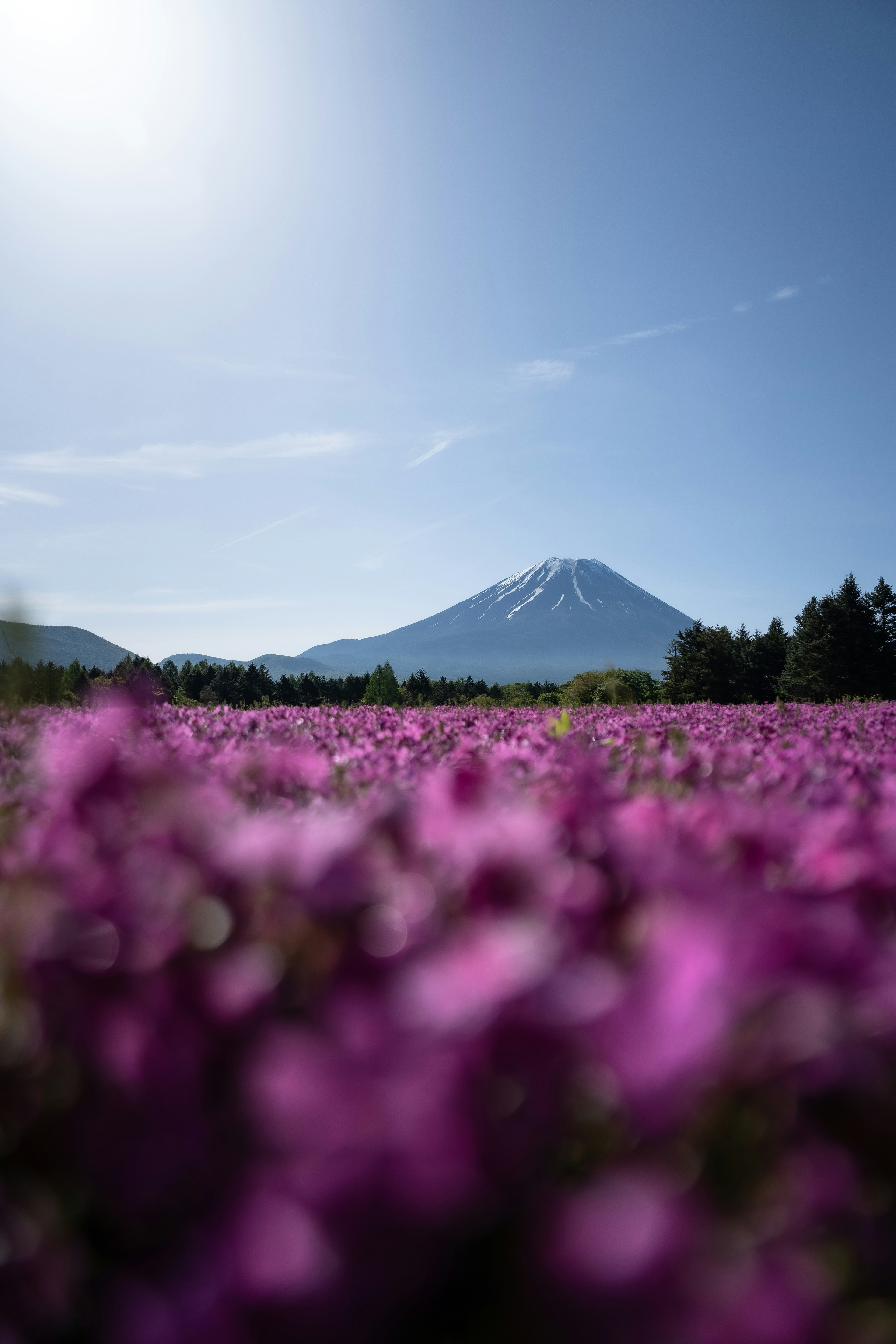 Ladang bunga ungu dengan Gunung Fuji di latar belakang