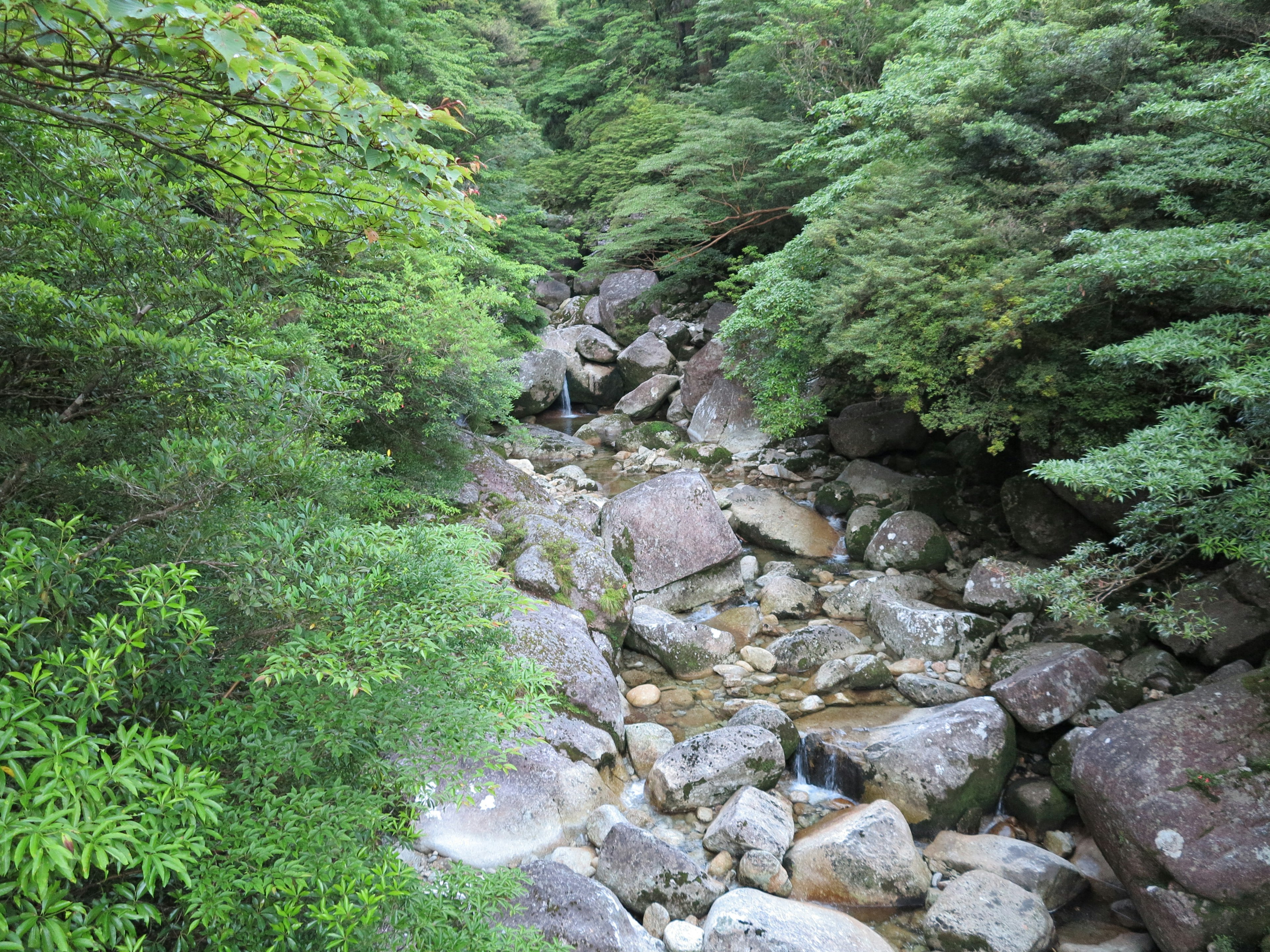 A stream running through a rocky riverbed surrounded by lush green forest