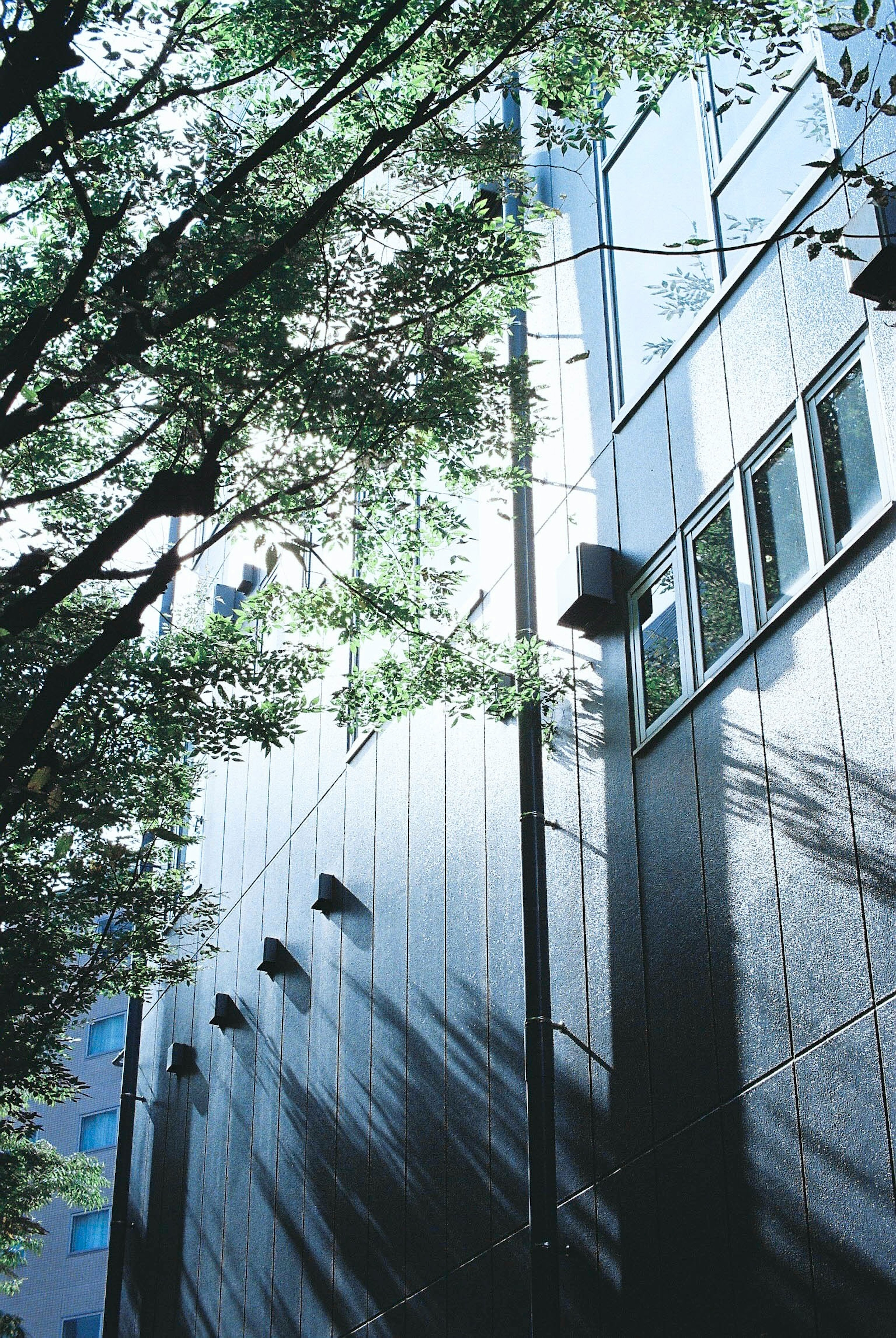 Fachada de un edificio azul con sombras de árboles