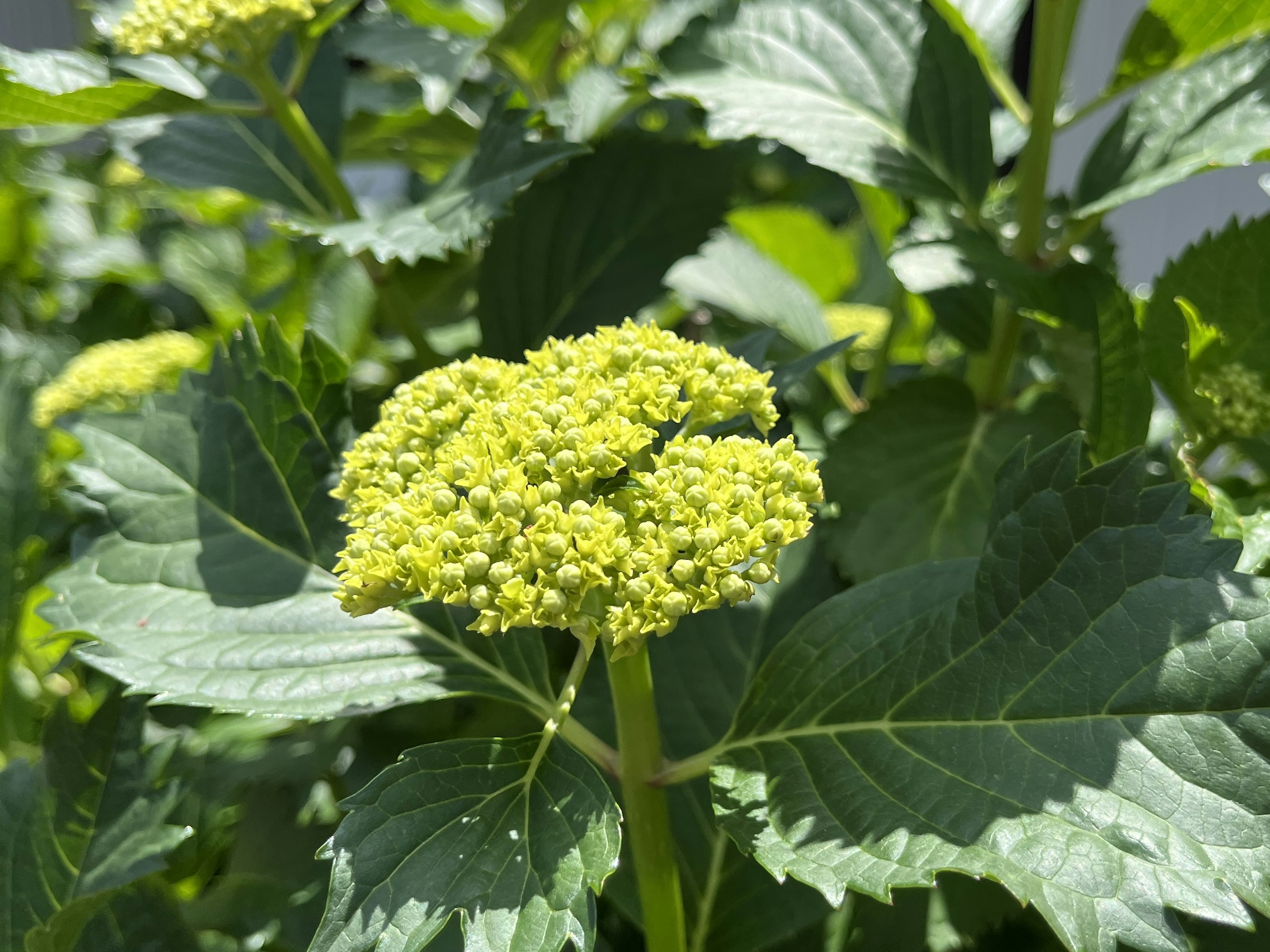 Primo piano di una pianta con fiori verdi