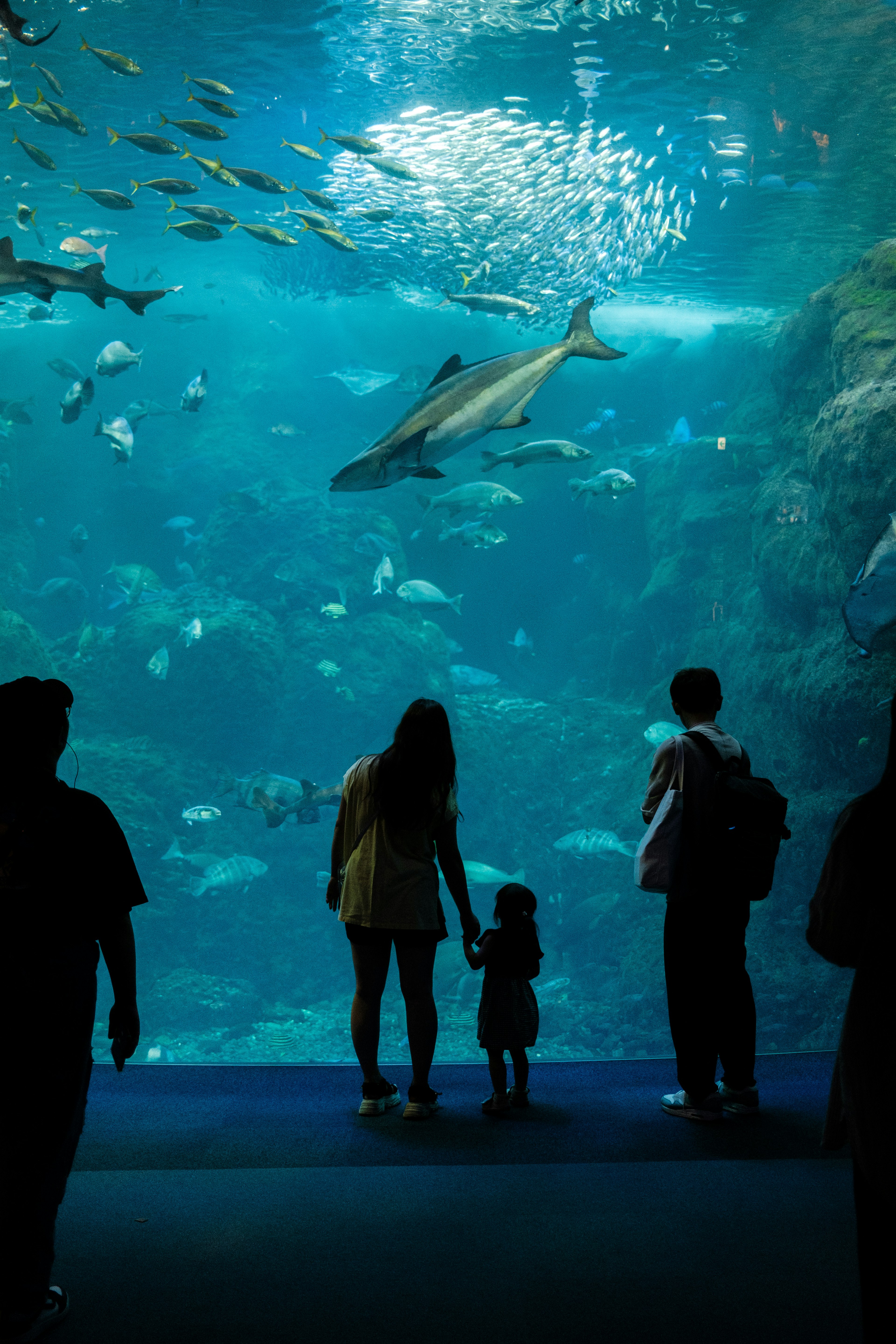 Silhouette keluarga berdiri di depan akuarium besar dengan ikan dan hiu berenang di air biru