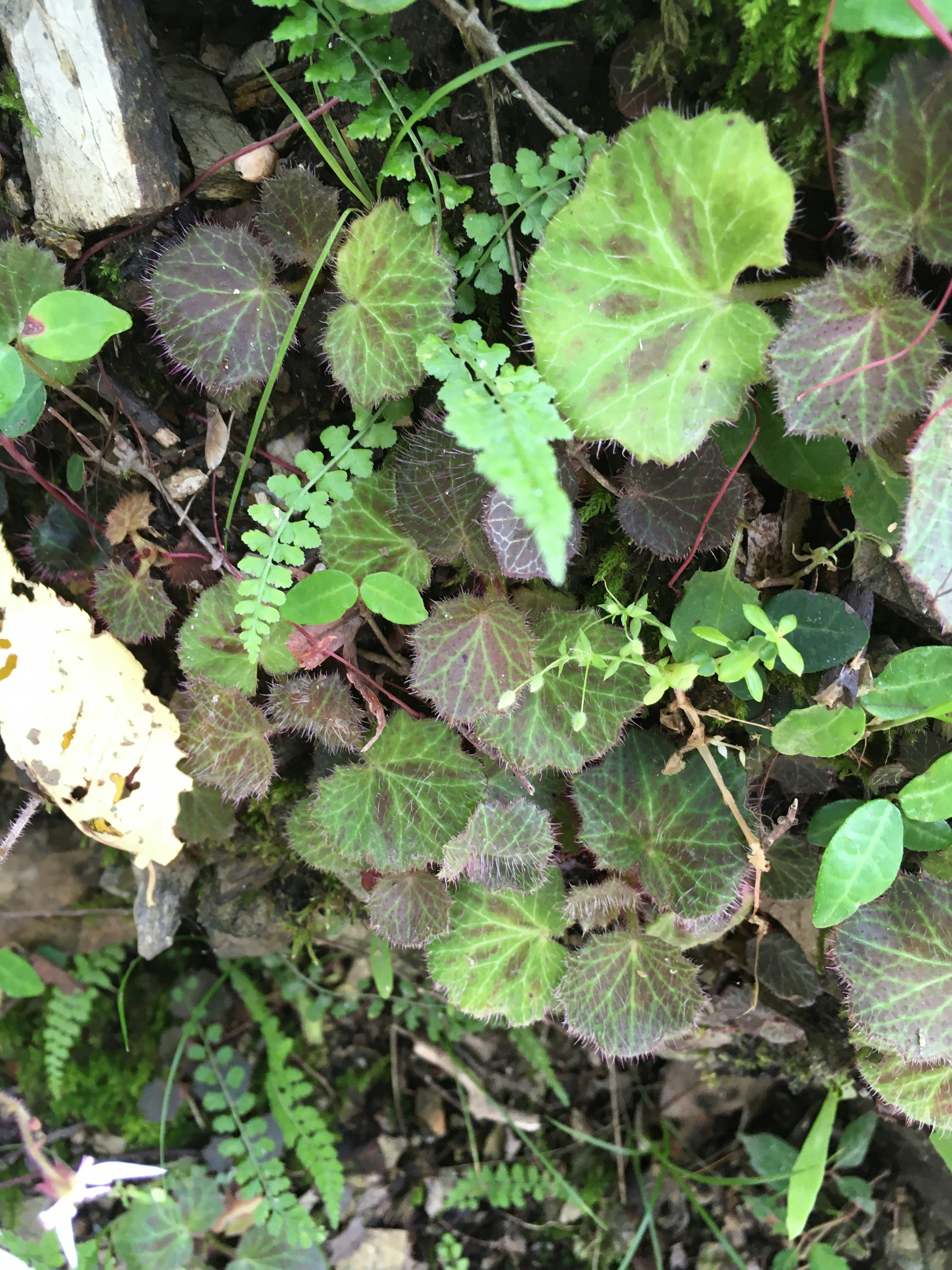 Crecimiento denso de plantas verdes con diversas formas de hojas