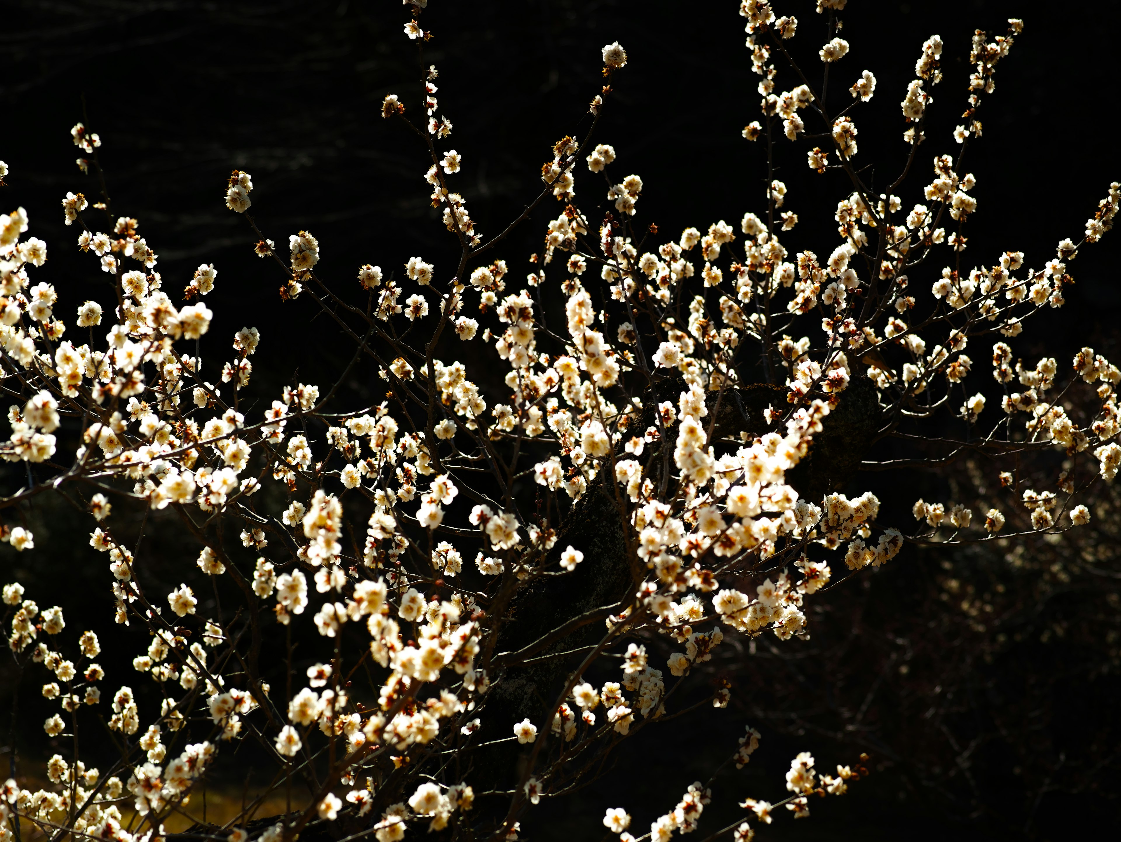 Branches de fleurs blanches fleurissant sur un fond noir